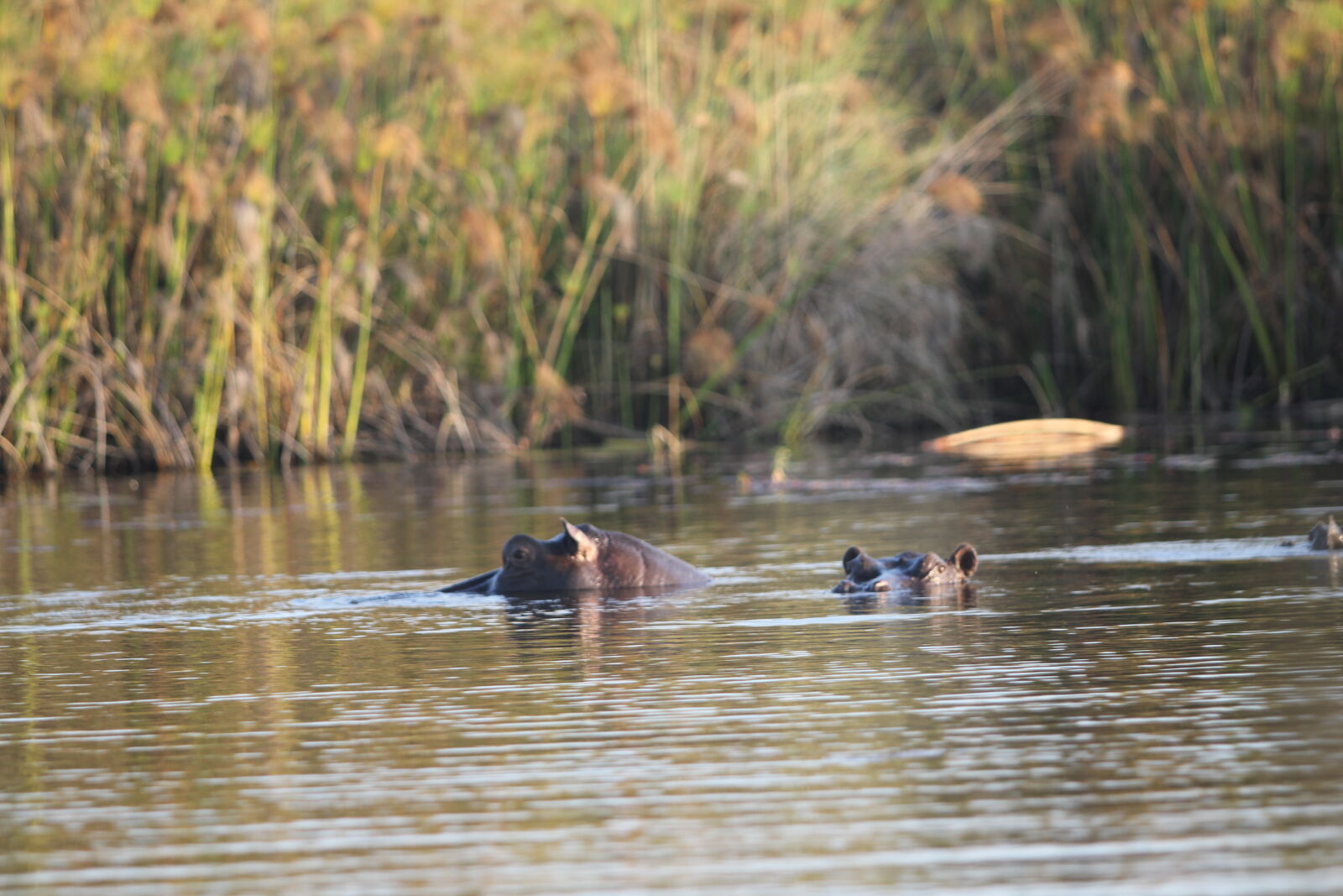 Canon EF 70-200mm F2.8L USM sample photo. Botswana, hippos, okawango, delta photography