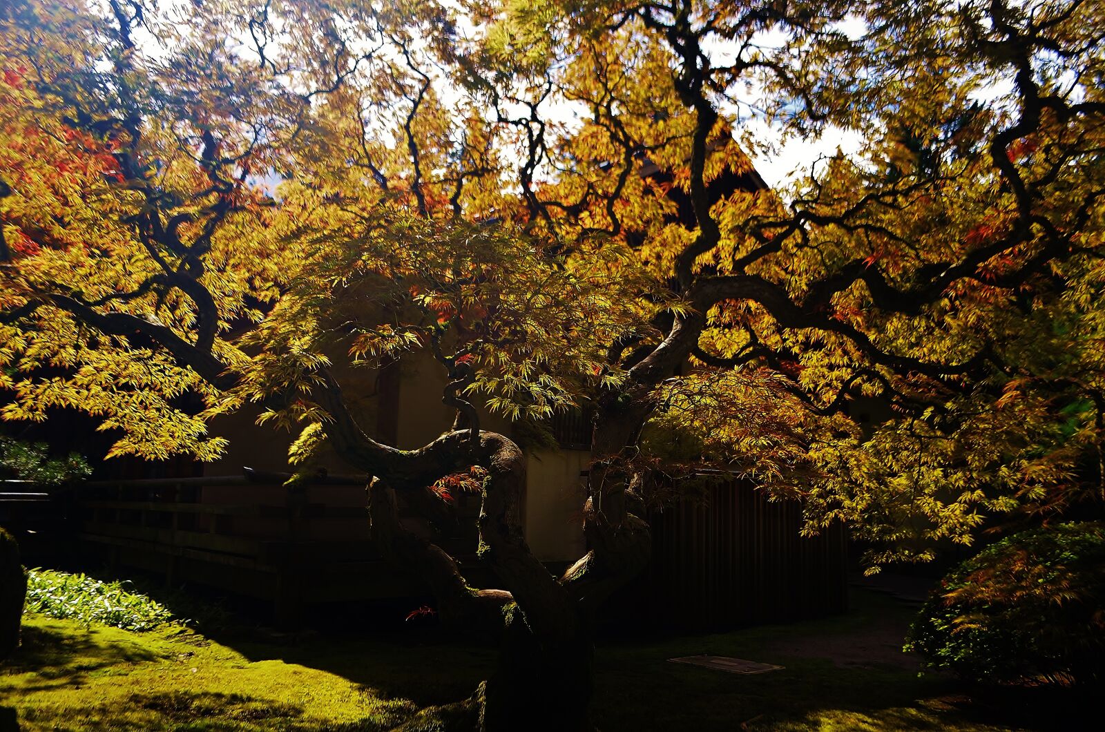 Nikon D5100 sample photo. Portland, oregon, usa photography