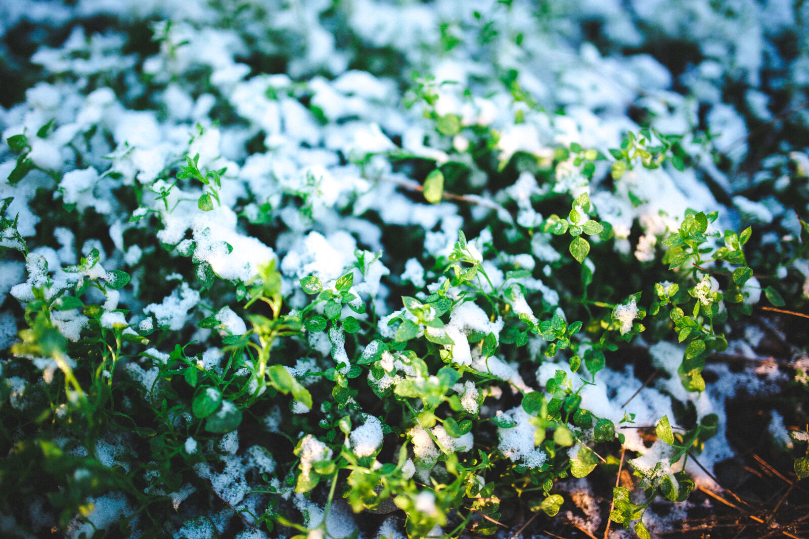 Canon EOS 6D + Sigma 35mm F1.4 DG HSM Art sample photo. Green, plants, covered, with photography