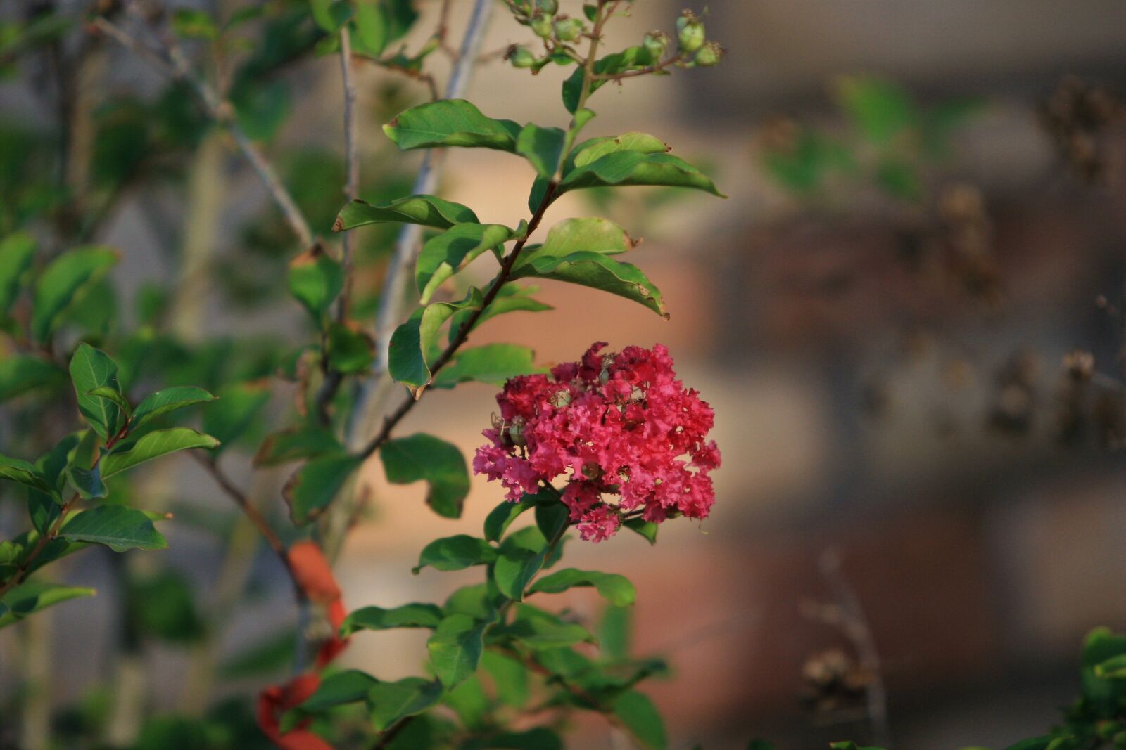 Canon EOS 30D sample photo. Branches, pink flower, pink photography
