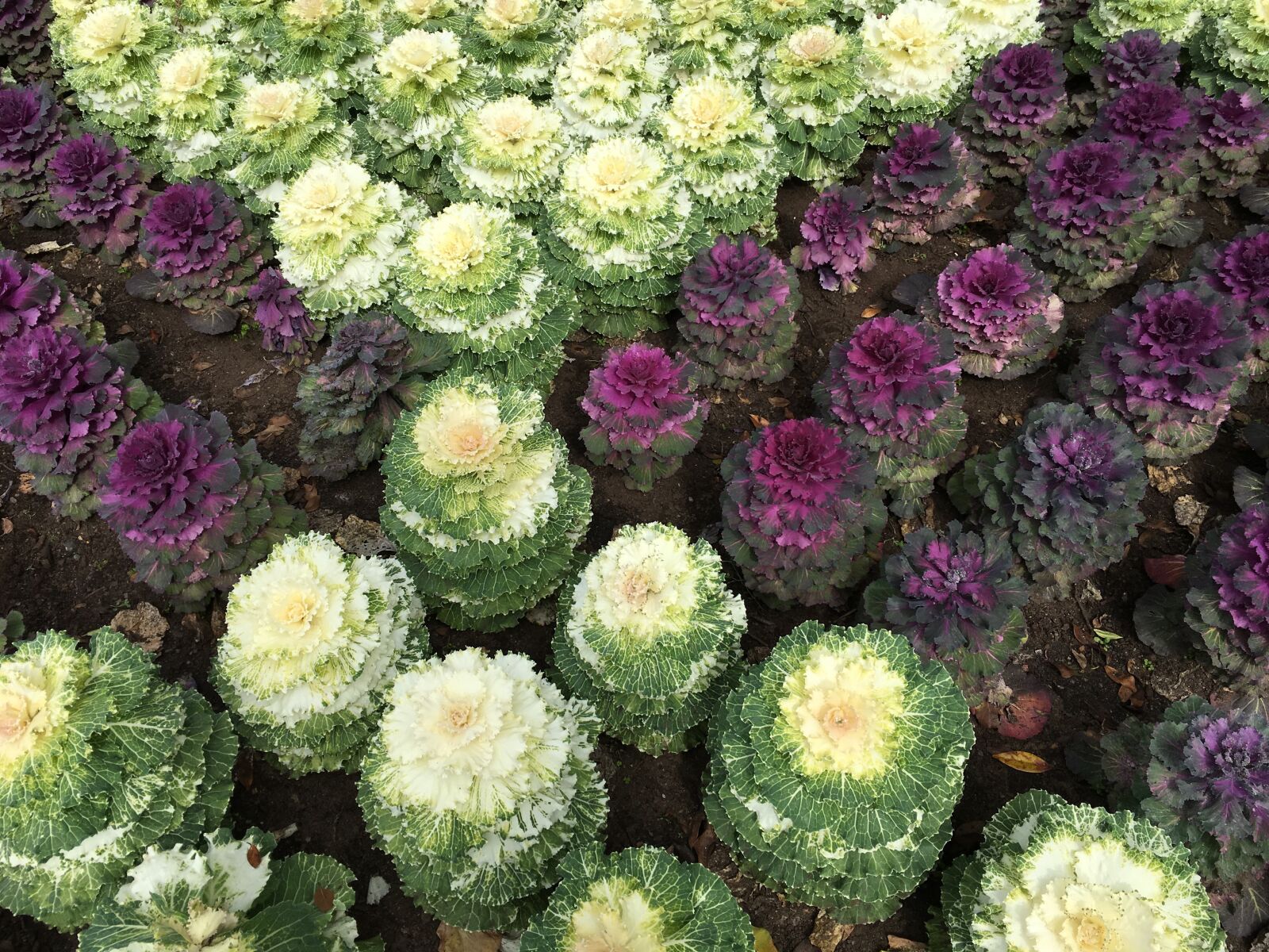Apple iPhone 6s Plus sample photo. Cabbages, garden, plant photography