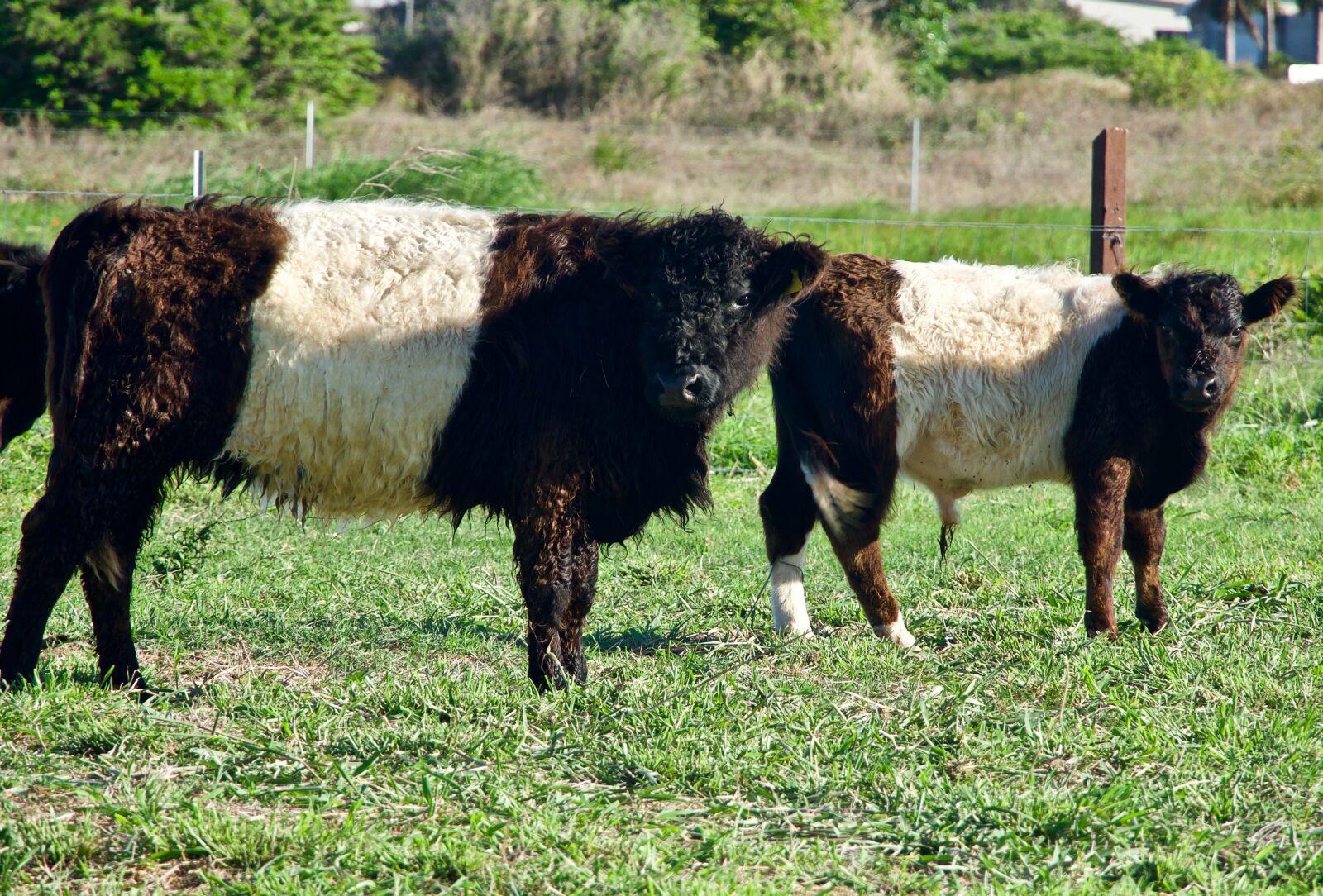 Sony E 18-135mm F3.5-5.6 OSS sample photo. Cattle, breed, colour photography