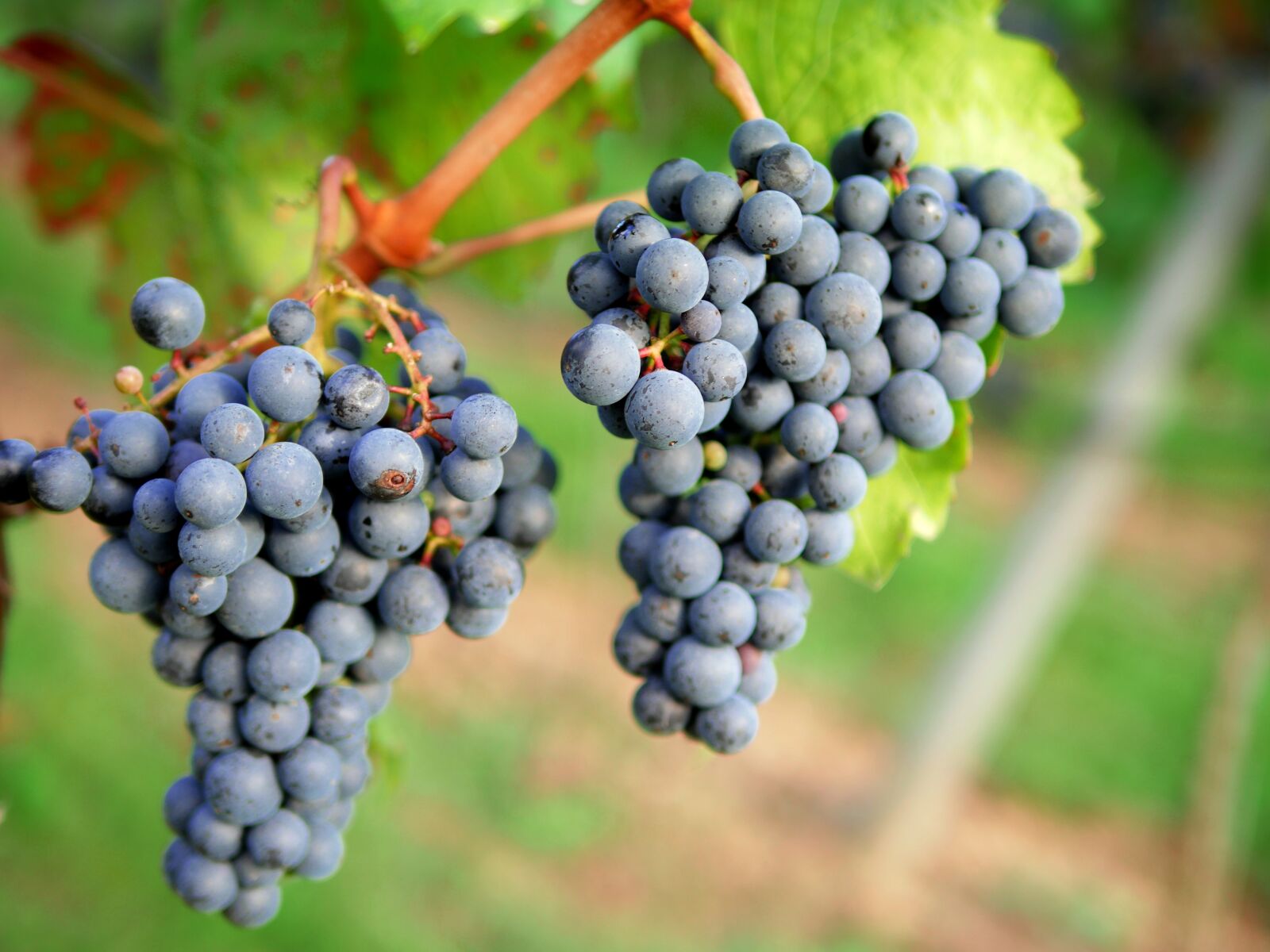 Panasonic Lumix DMC-GX8 sample photo. Grapes, red wine, vineyard photography