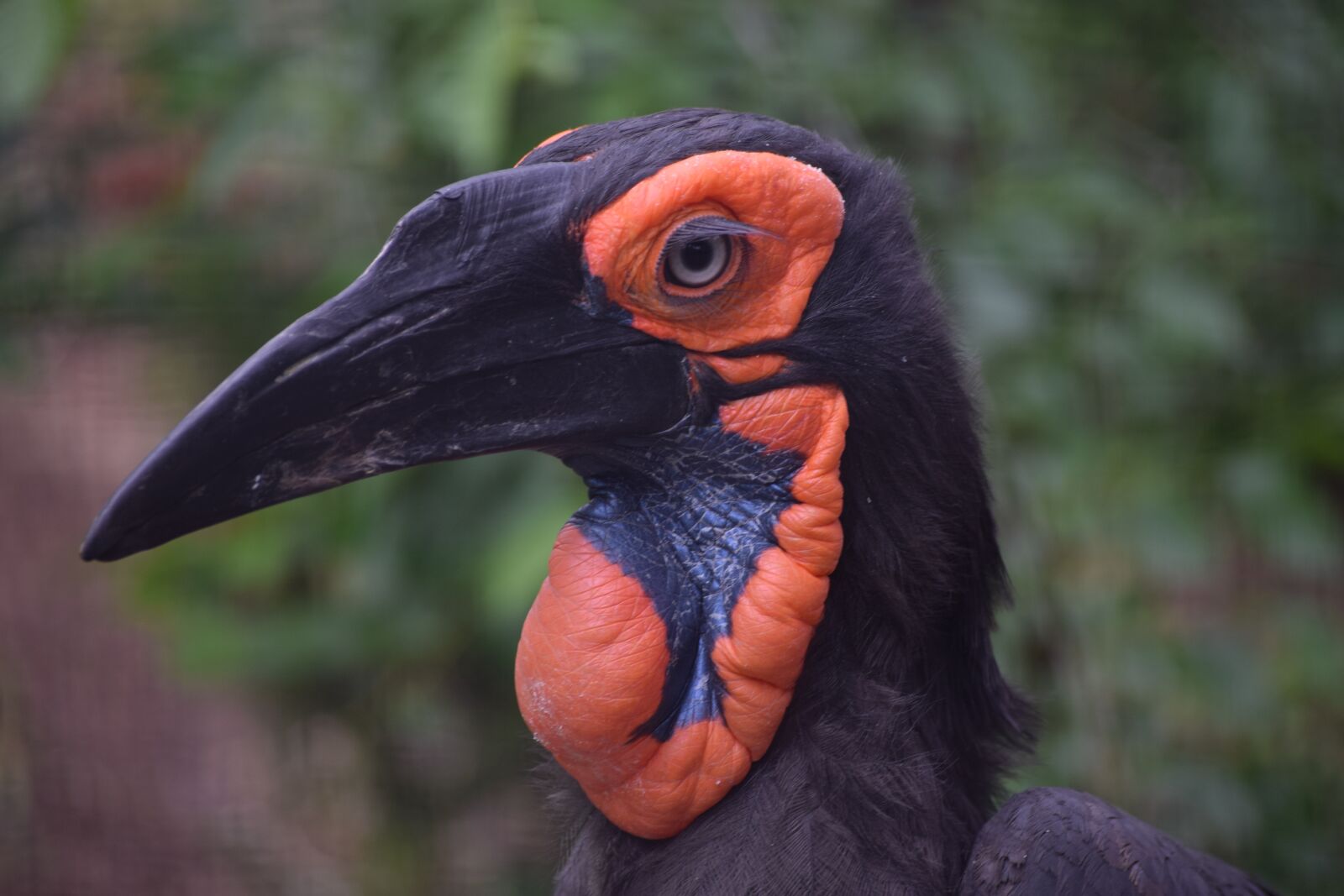Nikon D3300 sample photo. Southern ground hornbill, hornbill photography