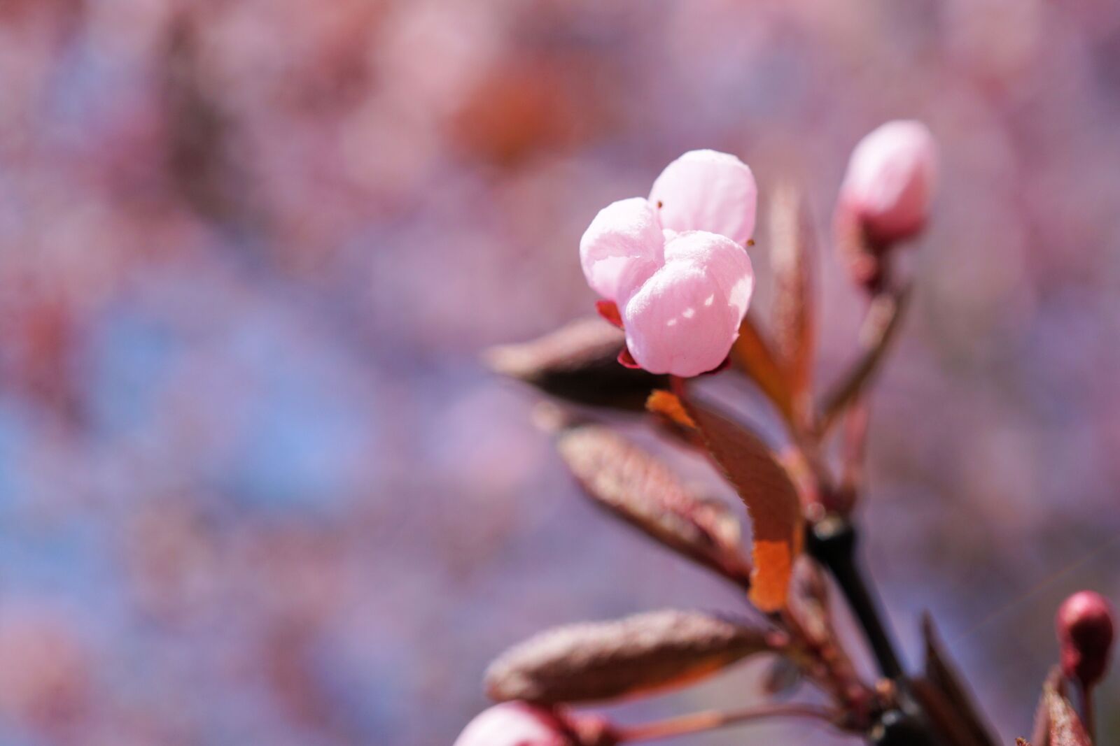 Sony E 30mm F3.5 Macro sample photo. Bud, cherry blossom, cherry photography