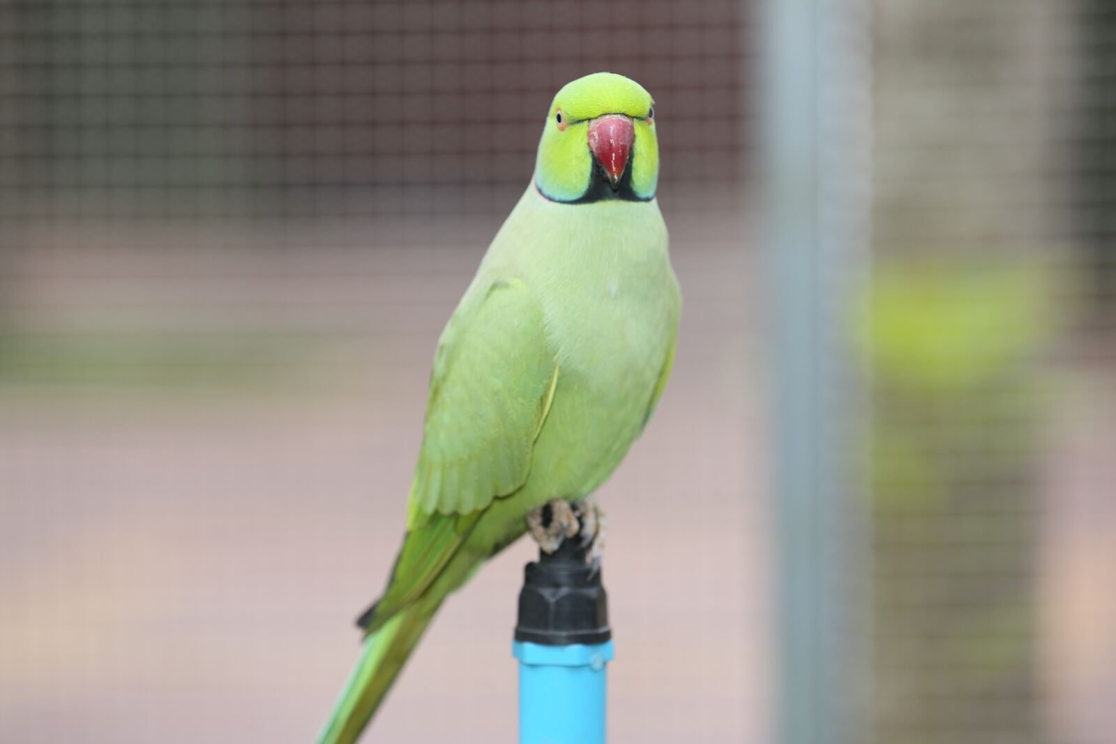 Canon EOS 5D Mark III sample photo. Green parakeets, rare parrots photography