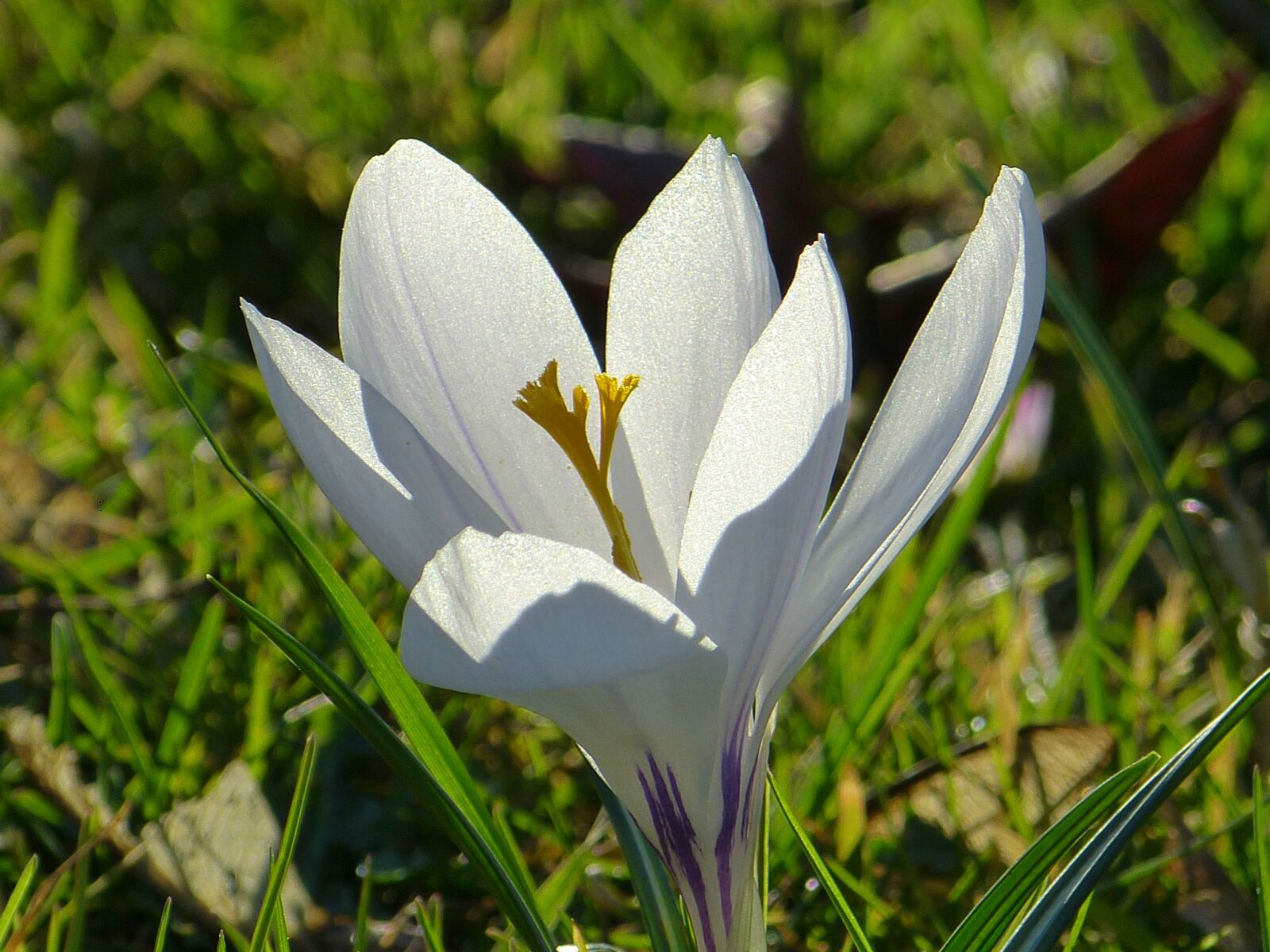 Panasonic Lumix DMC-FZ150 sample photo. Crocus, blossom, bloom photography