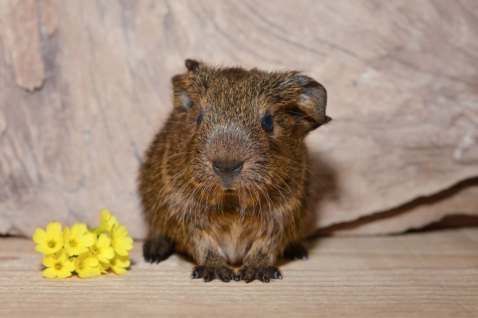 Nikon D7100 sample photo. Guinea pig, baby guinea photography