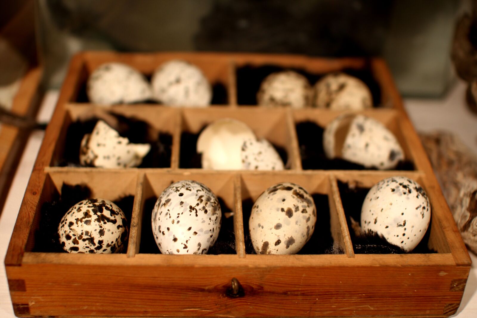 Canon EOS 7D sample photo. Eggs, birds ' eggs photography