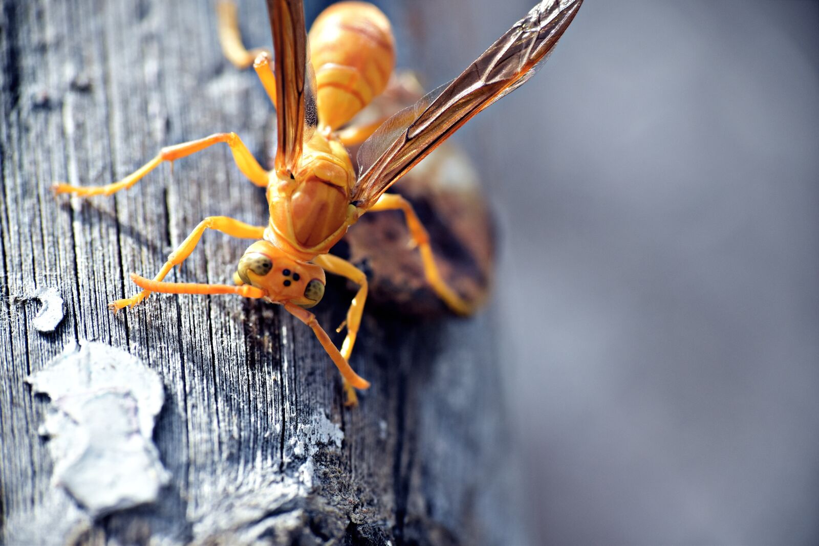 Nikon D5600 sample photo. Paper wasp, ropalidia marginata photography