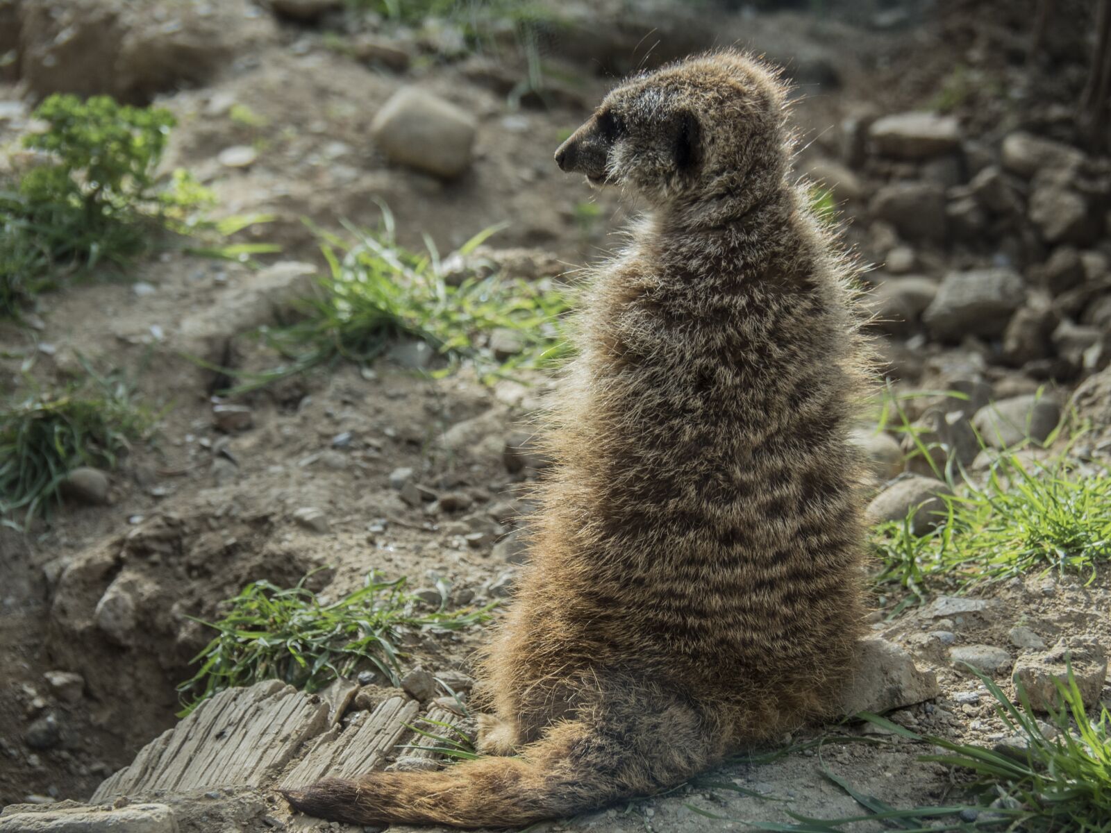 Olympus OM-D E-M5 II sample photo. Meerkat, watchman, dawn photography