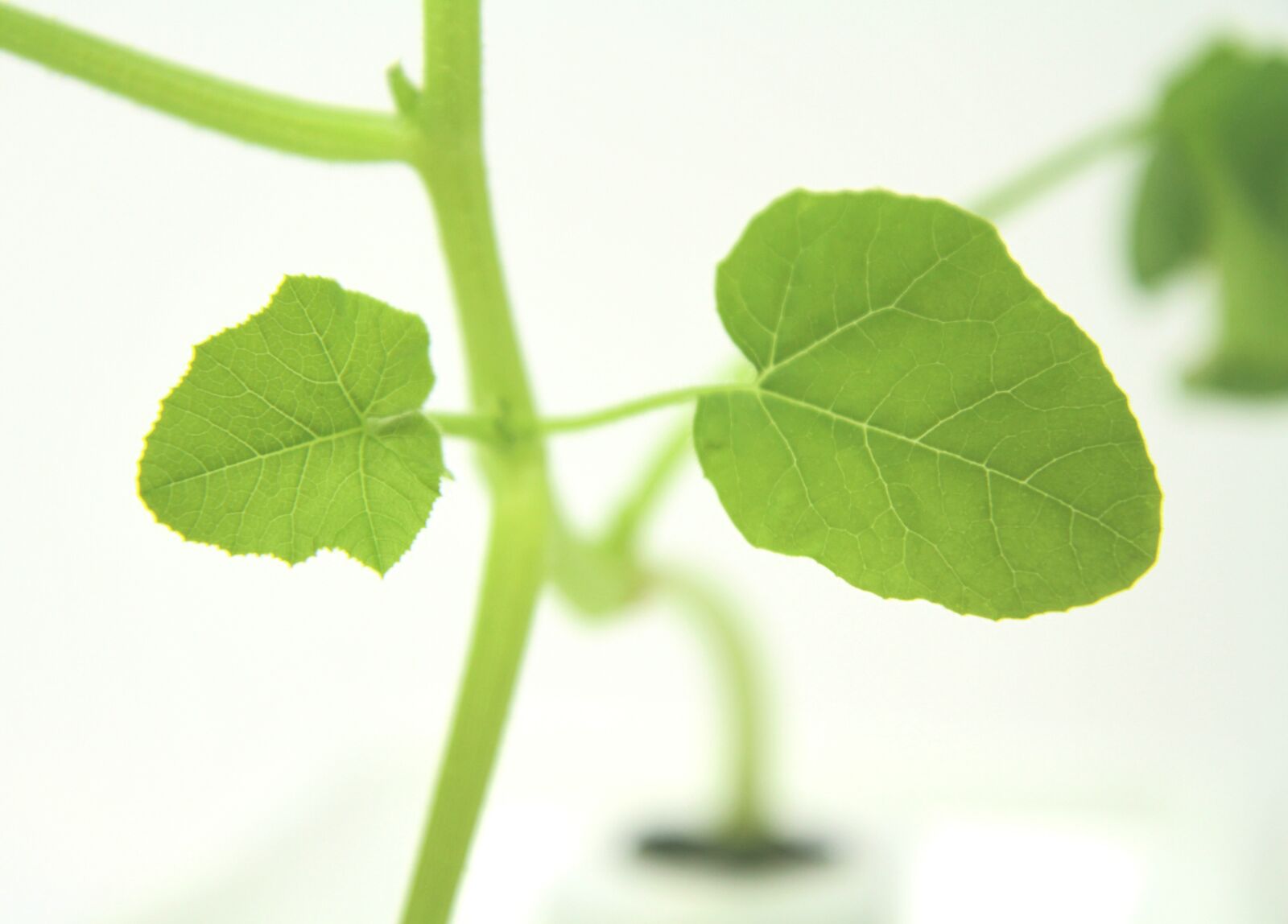 Canon EOS 7D sample photo. Leaf, life, plant photography