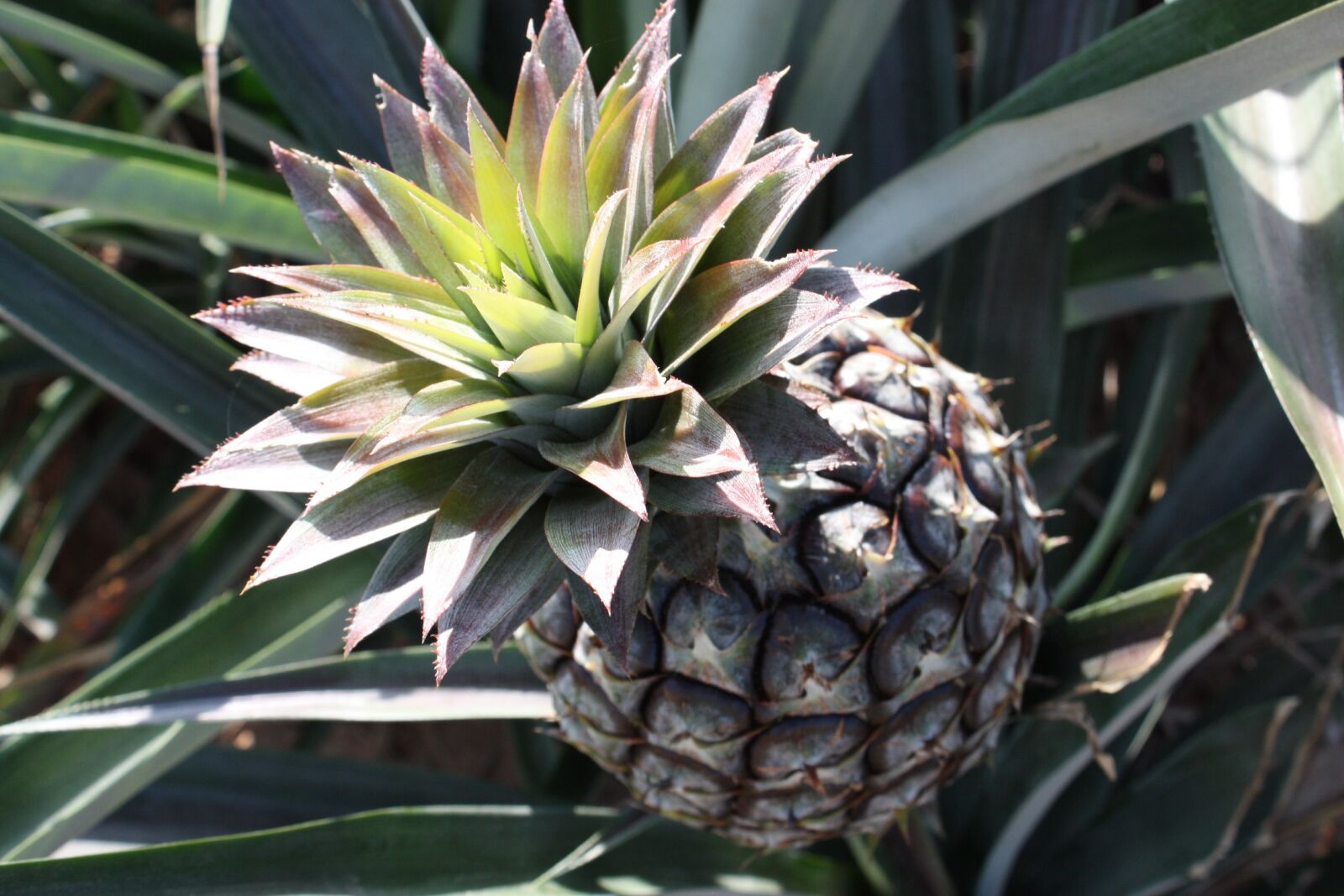 Canon EOS 450D (EOS Rebel XSi / EOS Kiss X2) sample photo. Pineapple, sour, food photography