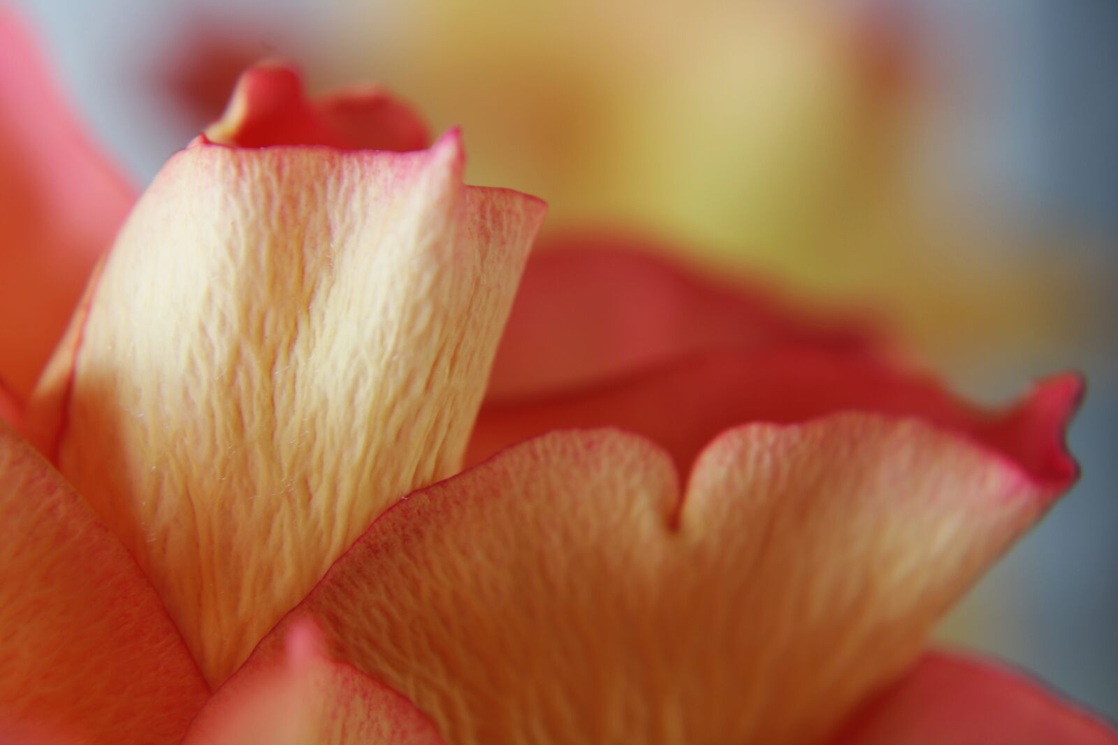Canon EOS 2000D (EOS Rebel T7 / EOS Kiss X90 / EOS 1500D) sample photo. Pink rose, rose, background photography