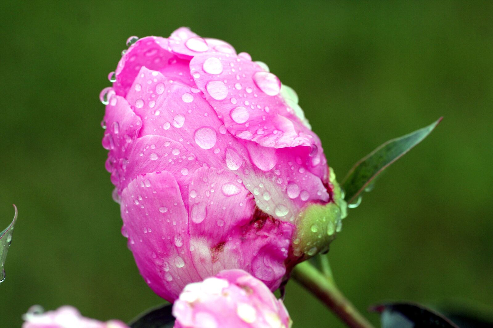 Canon EOS 350D (EOS Digital Rebel XT / EOS Kiss Digital N) sample photo. Flower, peony, pink photography