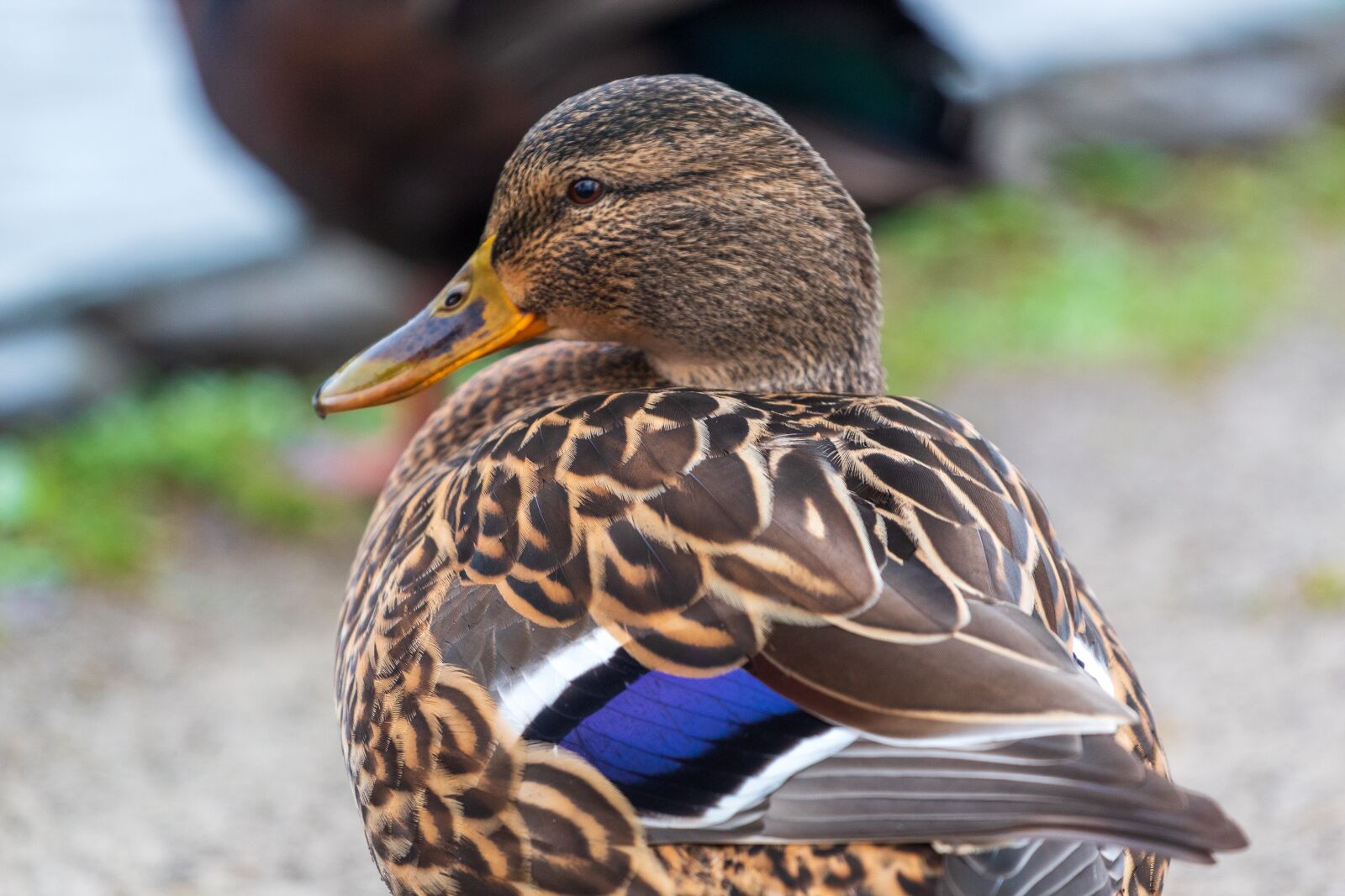 Canon EF 70-200mm F4L USM sample photo. Duck, mallard, colourful photography