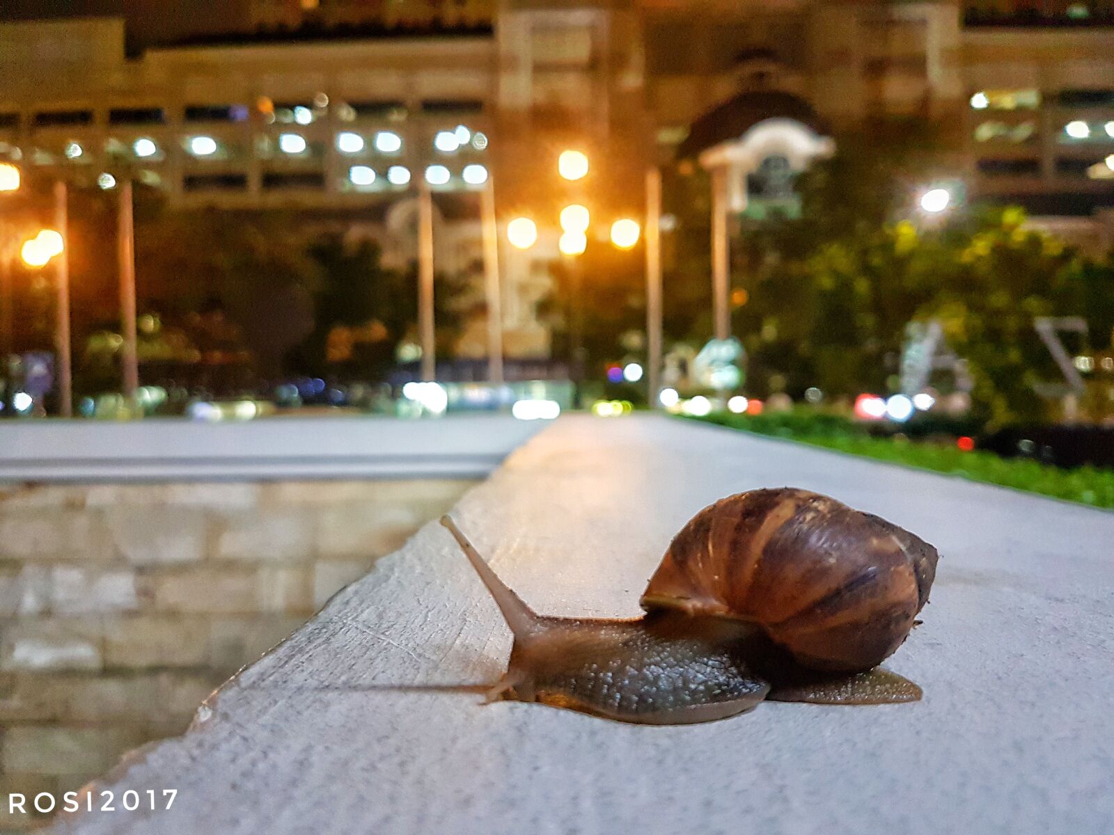 Samsung Galaxy S7 Edge sample photo. Snail photography