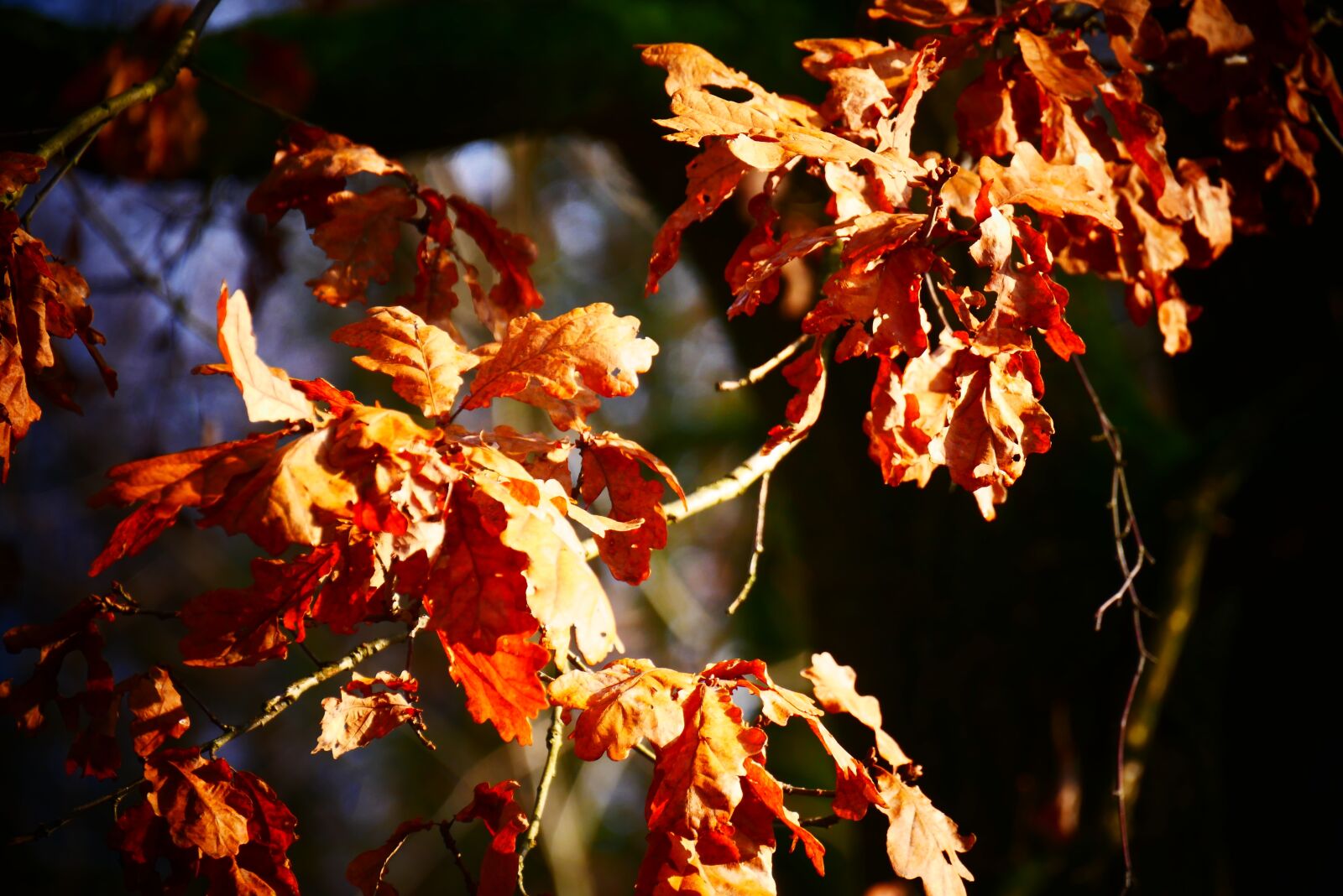 Panasonic Lumix DMC-G85 (Lumix DMC-G80) sample photo. Sheet, leaves, nature photography