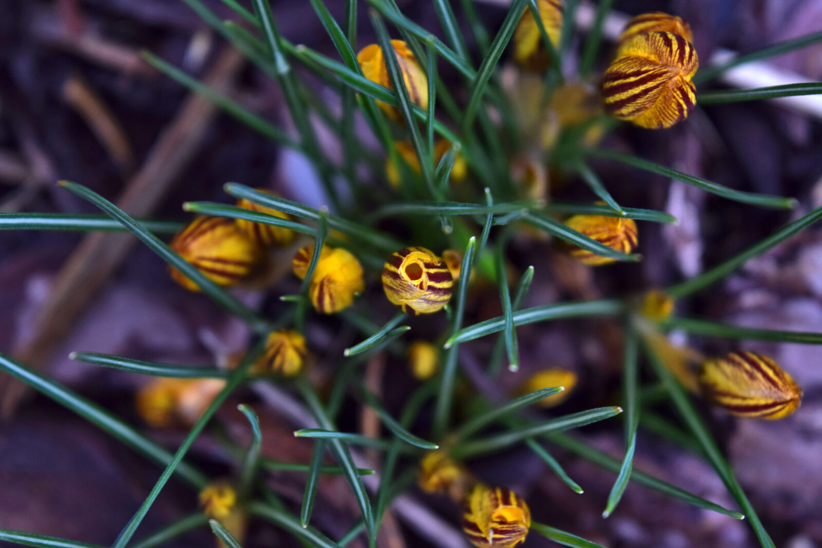 Nikon D3300 sample photo. Crocus, flowers, garden, nature photography