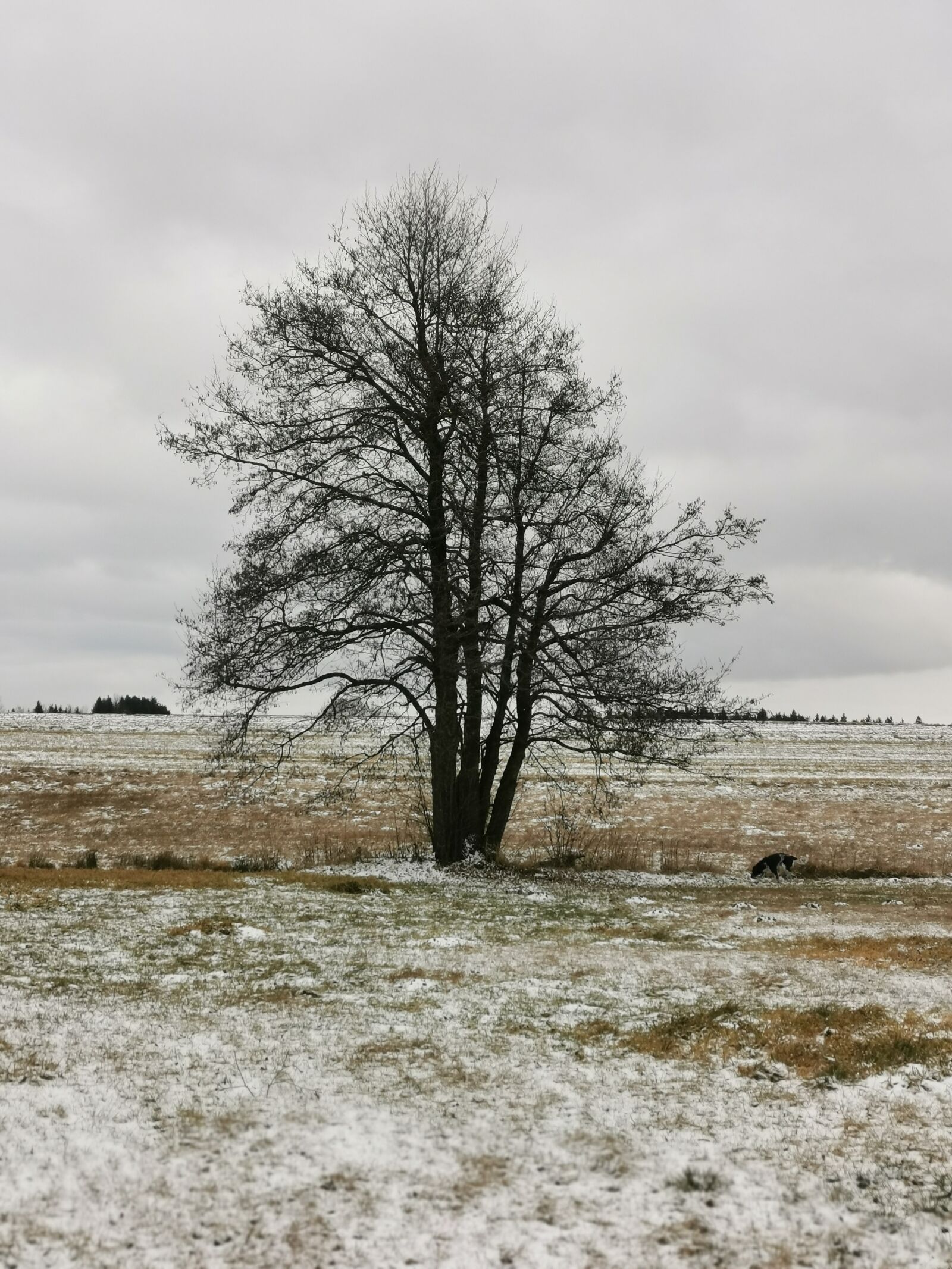 HUAWEI P30 sample photo. Tree, winter, wintry photography