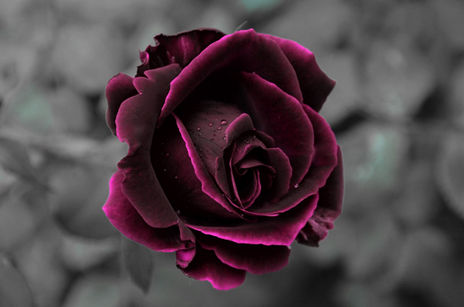 Nikon D7000 sample photo. Rose, velvet, romantic photography