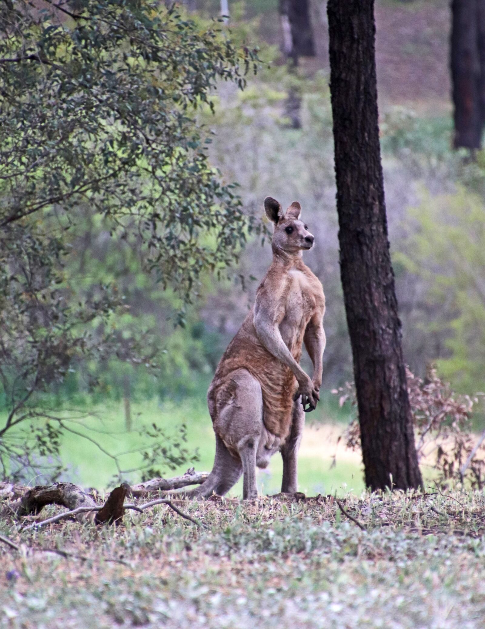 Canon EOS 800D (EOS Rebel T7i / EOS Kiss X9i) sample photo. Animal, kangaroo, wildlife photography