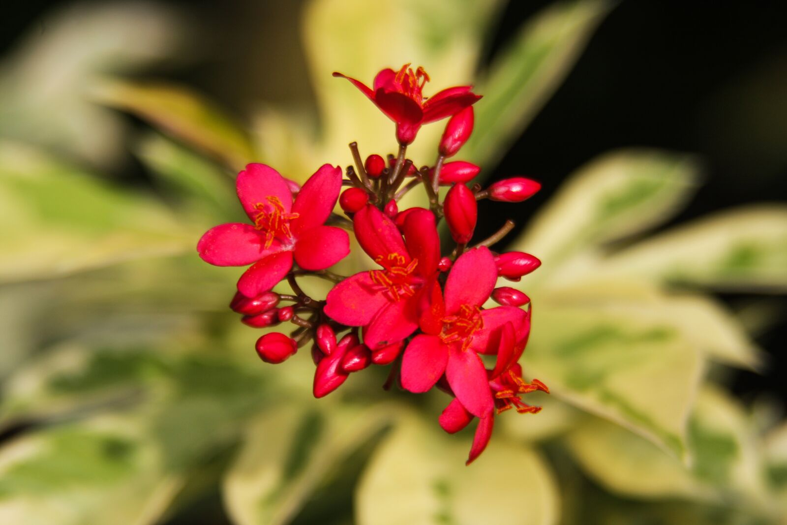 Canon EOS 40D sample photo. Flowers, red, plant photography
