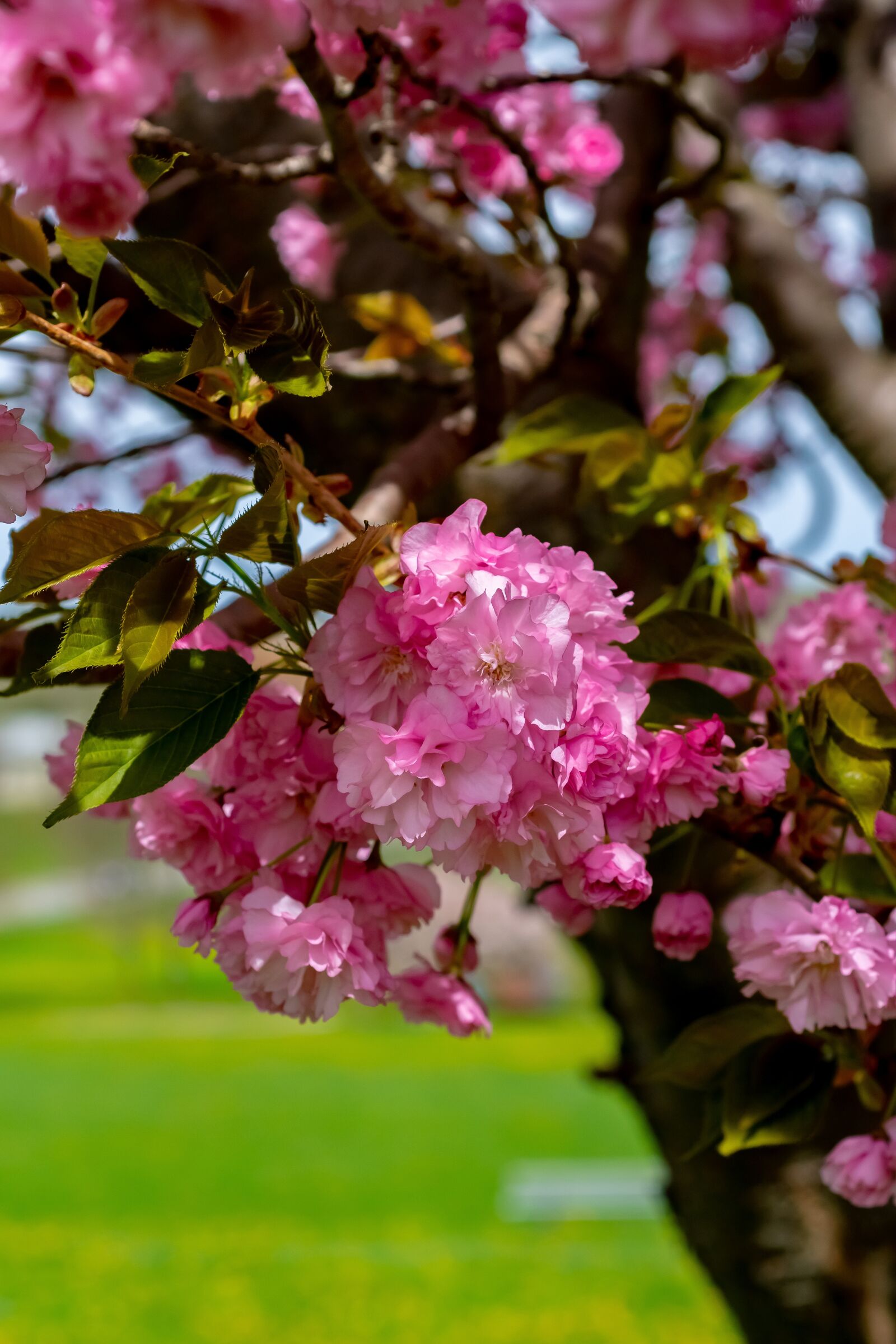 Nikon D500 sample photo. Spring, blossom, pink photography