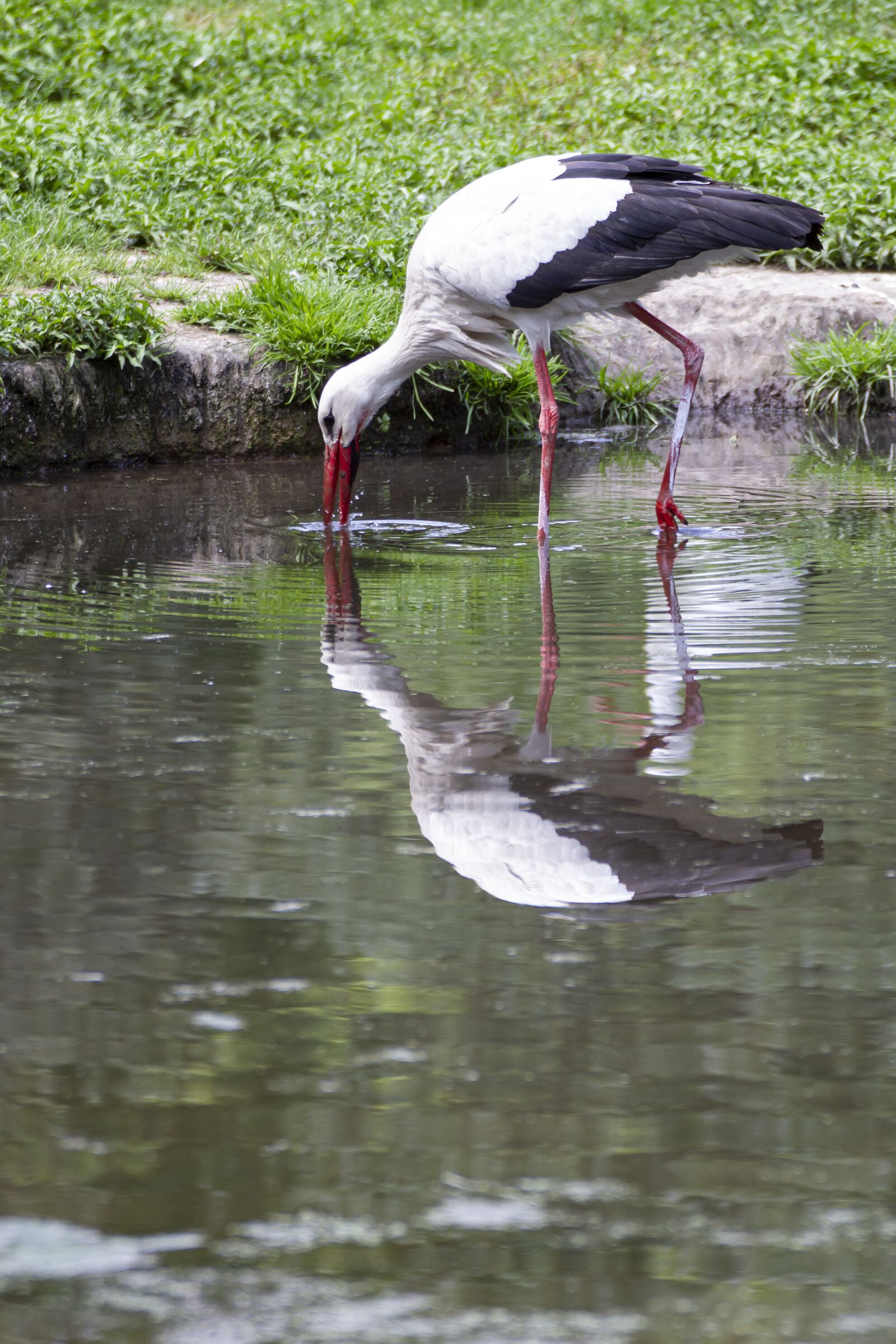 Canon EOS 7D sample photo. Stork, bird, nature photography