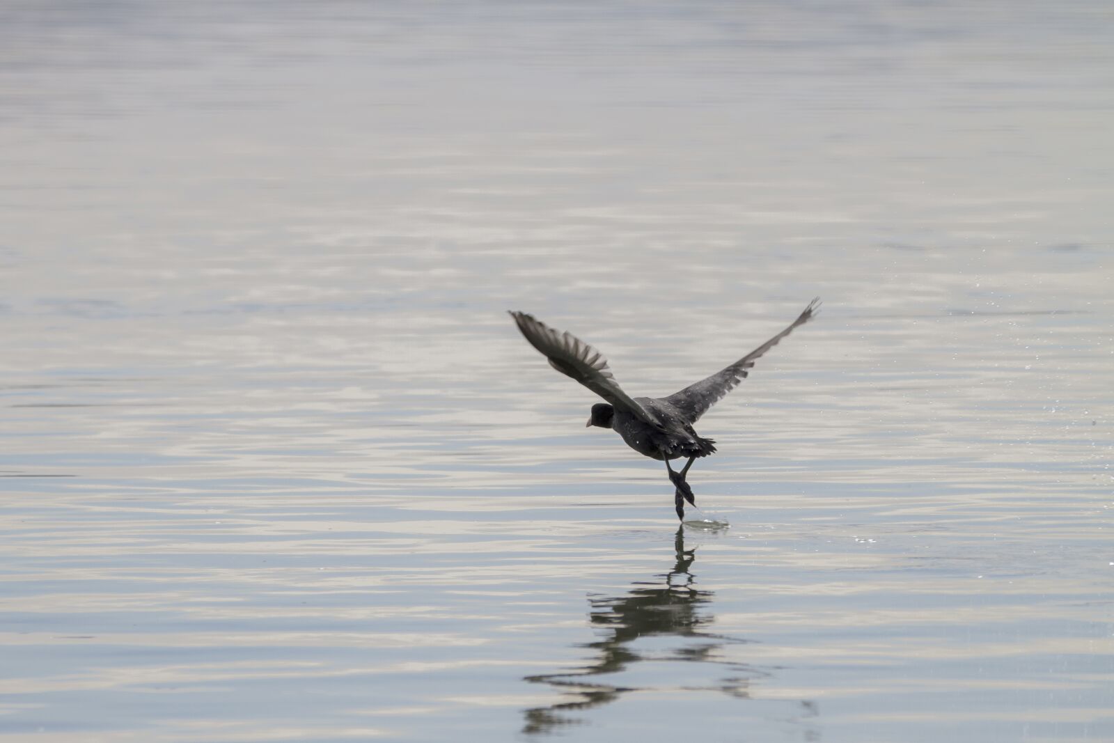 150-600mm F5-6.3 DG OS HSM | Contemporary 015 sample photo. Coot, water bird, wing photography