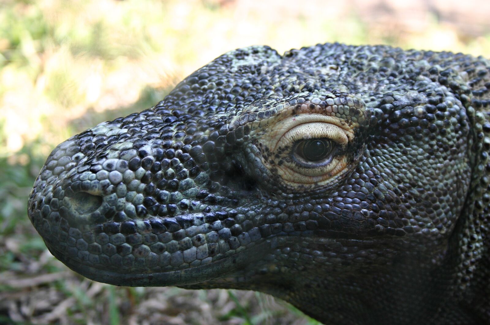 Canon EOS 300D (EOS Digital Rebel / EOS Kiss Digital) sample photo. Komodo dragon, reptile, lizard photography