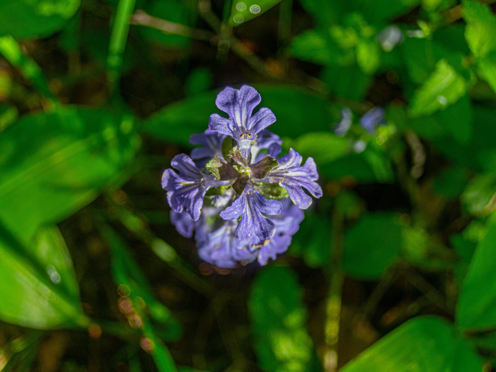 Nikon Coolpix P340 sample photo. Flower, blue, nature photography