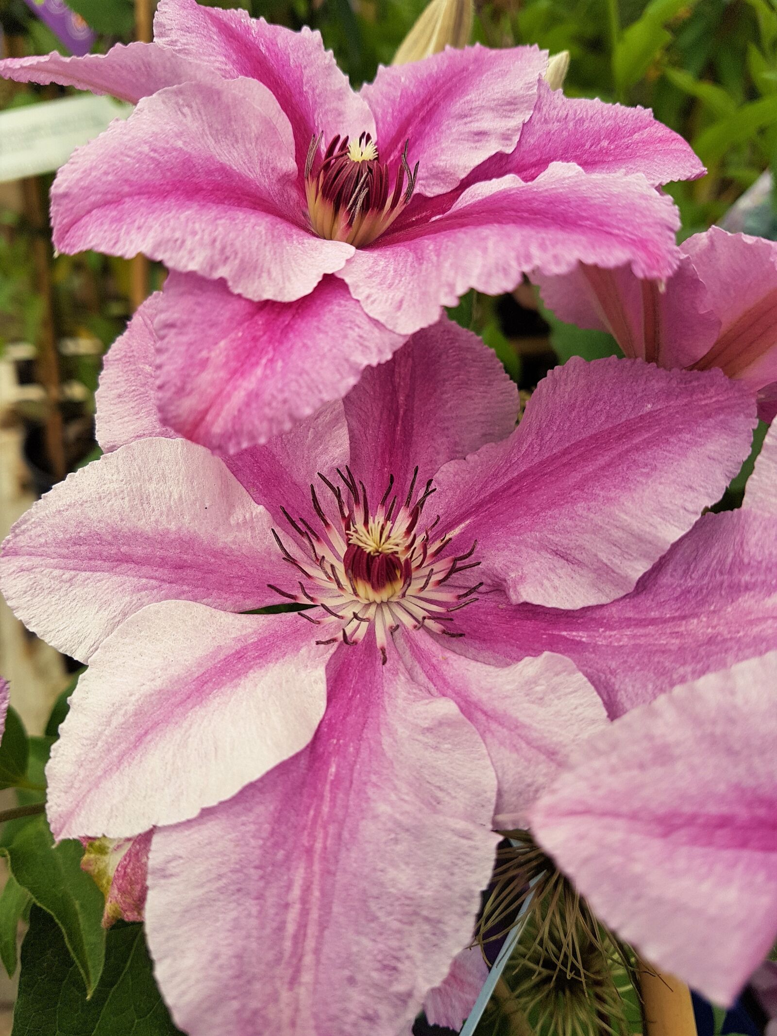 Samsung Galaxy S7 Edge sample photo. Flower, bloom, plant photography