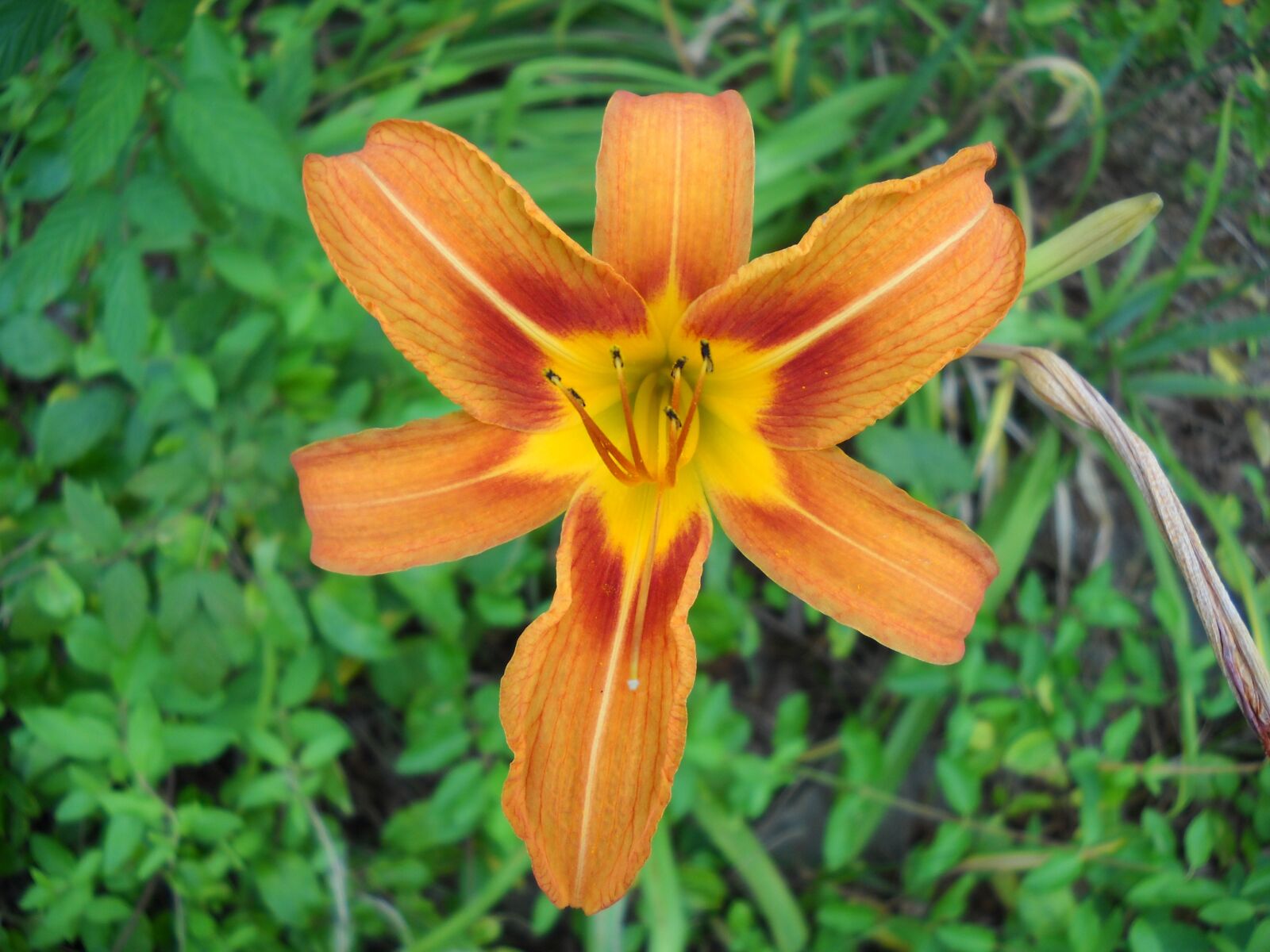 Nikon Coolpix L20 sample photo. Day lily, flower, orange photography