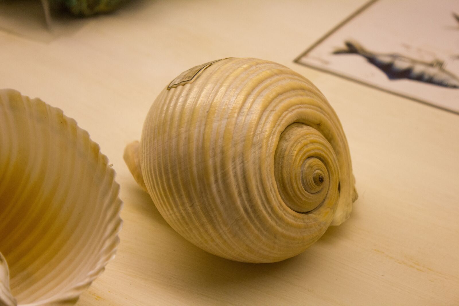 Canon EF-S 18-55mm F3.5-5.6 IS sample photo. Shell, sea, museum photography