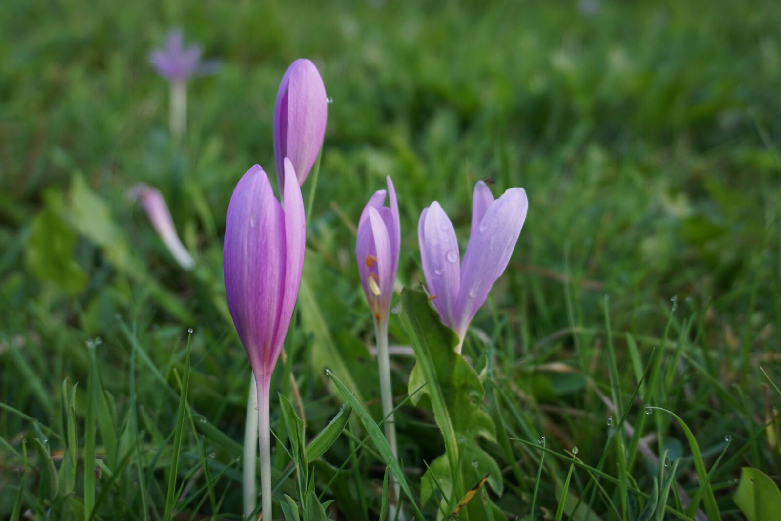 Sony a6000 sample photo. Herbstzeitlose, colchicum autumnale, poisonous photography