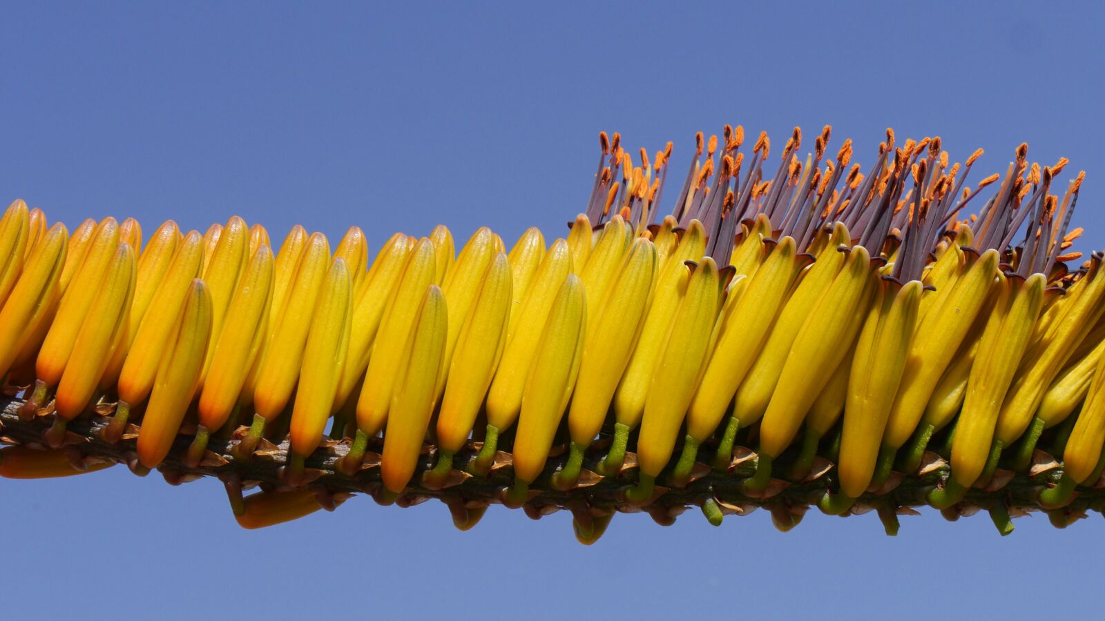 Panasonic Lumix DMC-GH3 sample photo. Aloe, bluehtenstand, structure photography