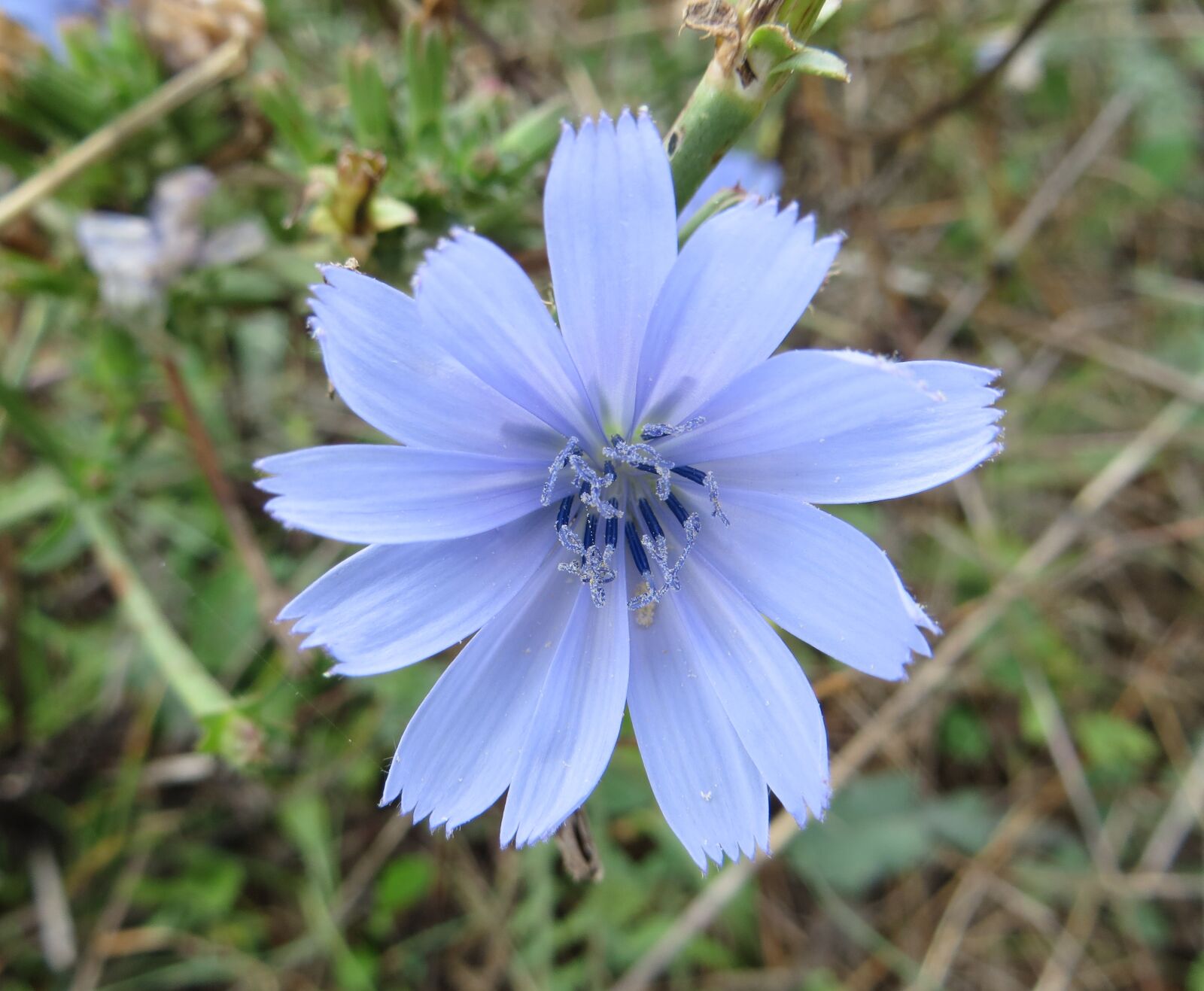 Canon PowerShot SX260 HS sample photo. Flower, nature, croatia photography