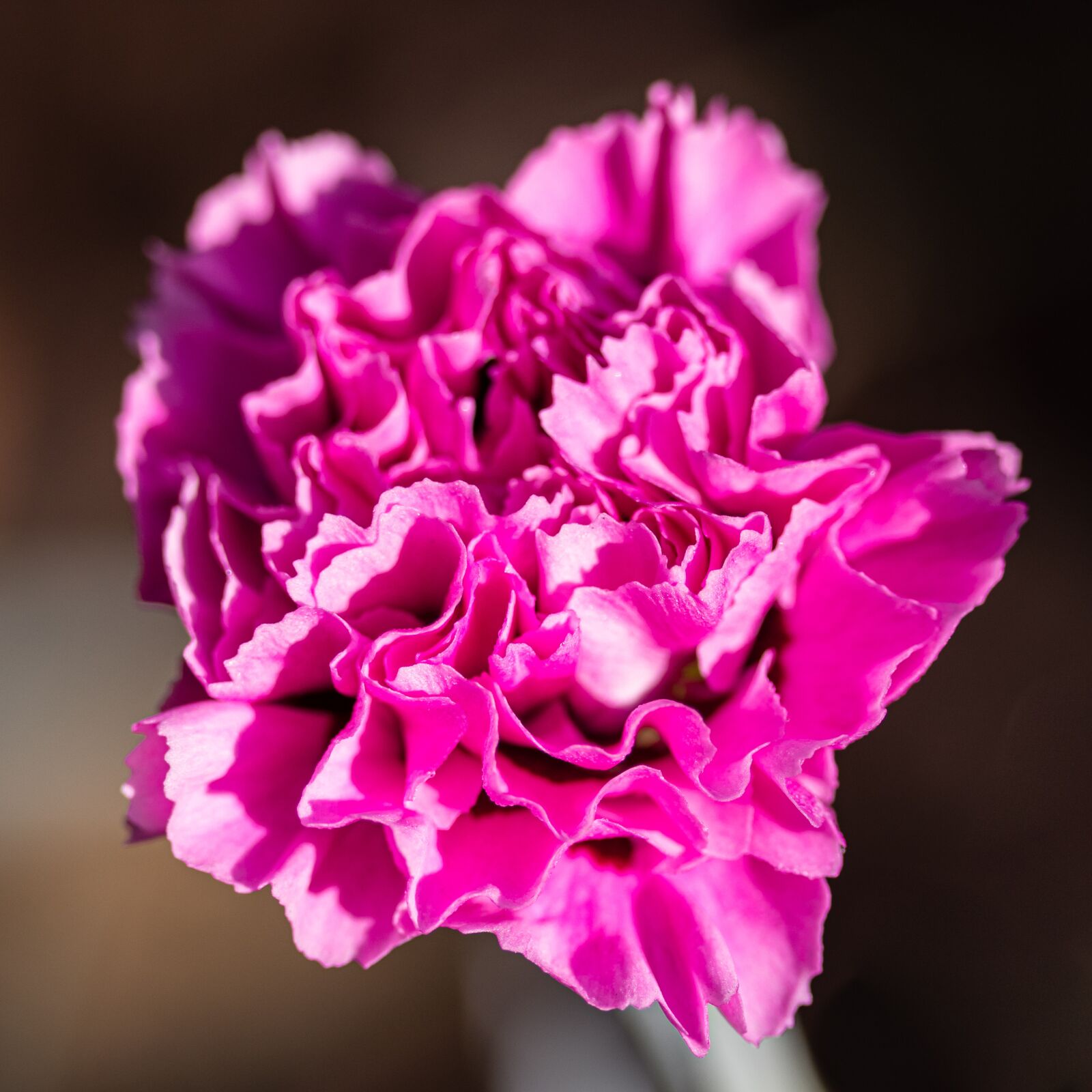Canon EOS 80D sample photo. Flower, carnation, pink photography