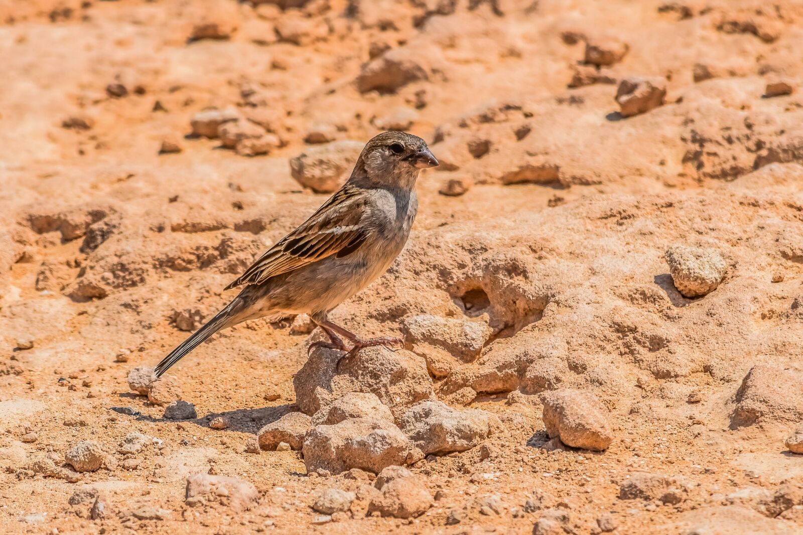 Nikon D3300 sample photo. Sparrow, nature, wildlife photography