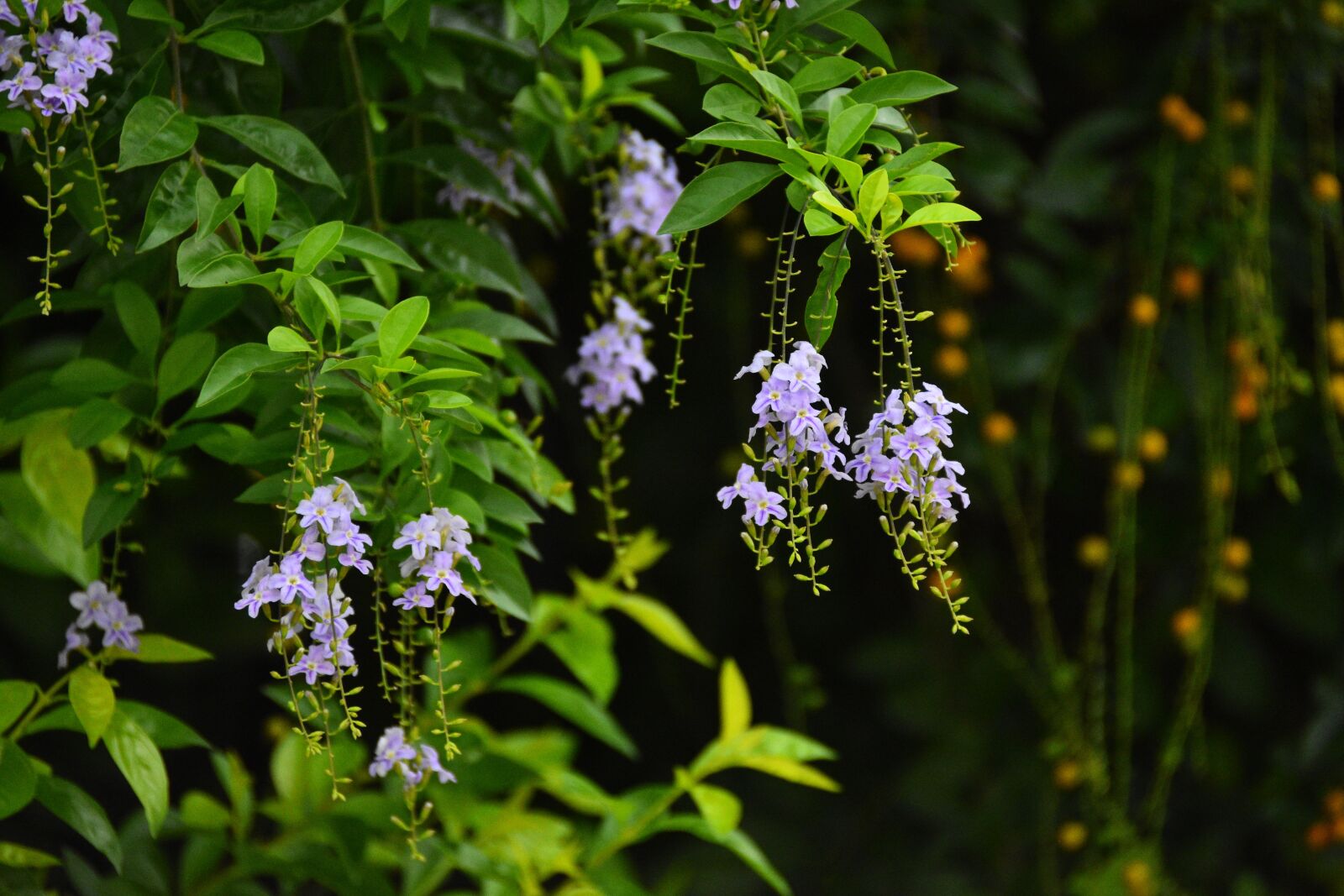 Nikon D7200 sample photo. Flowers, petals, leaves photography