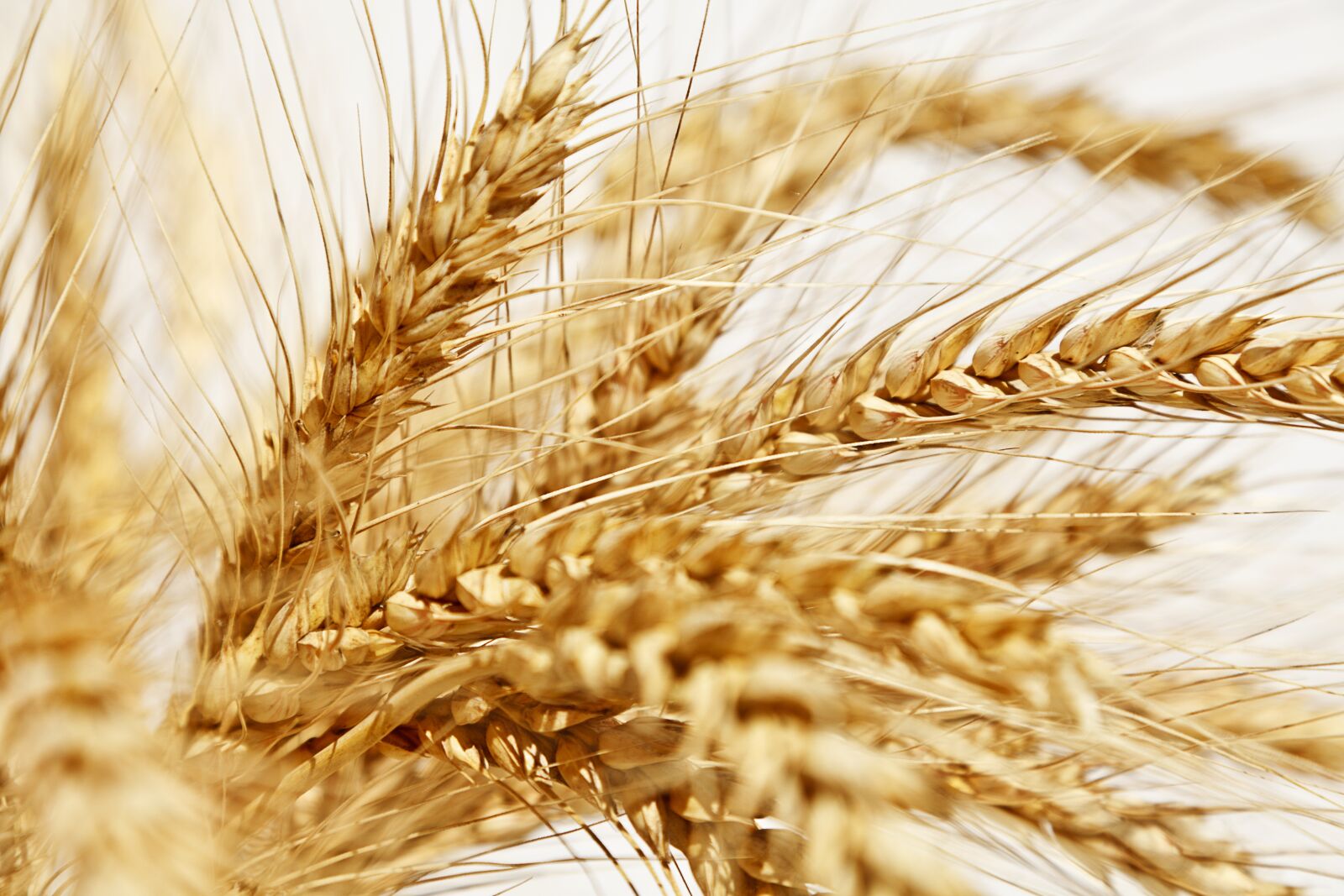Canon EOS 5D Mark II sample photo. Spike, yellow, wheat photography