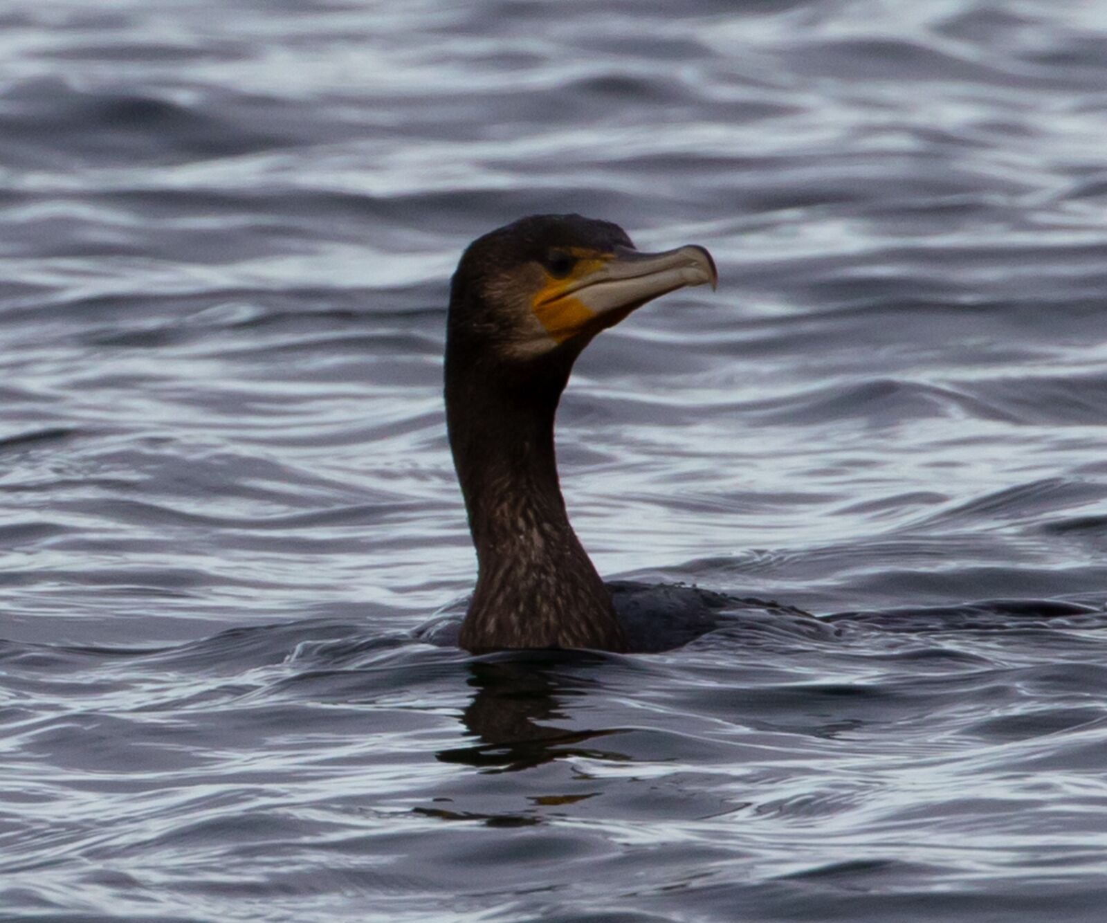 Canon EOS 7D Mark II sample photo. Cormorant, black bird, waterfowl photography