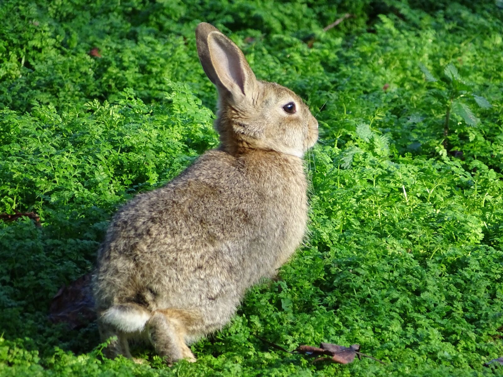 Sony Cyber-shot DSC-HX400V sample photo. Rabbit, bunny, hare photography
