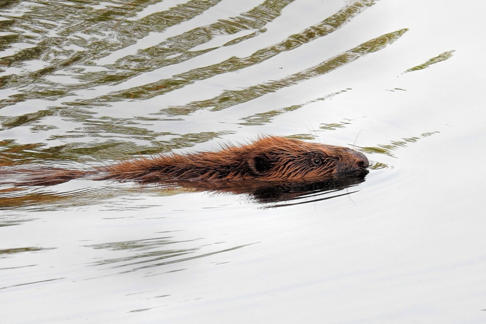 Nikon Coolpix P900 sample photo. Beaver, waters, lake photography