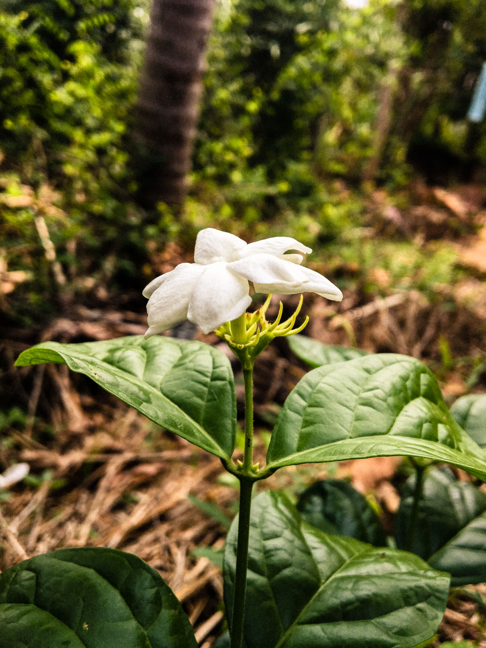 Apple iPhone 6s sample photo. Beautiful, blur, bokeh, clear photography