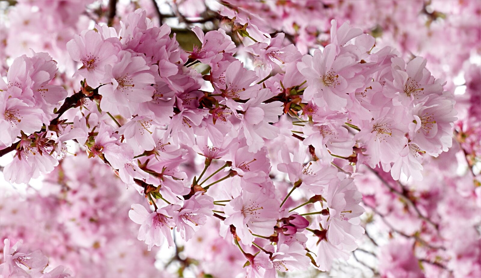 Panasonic Lumix DMC-FZ200 sample photo. Japanese cherry, pink, tree photography