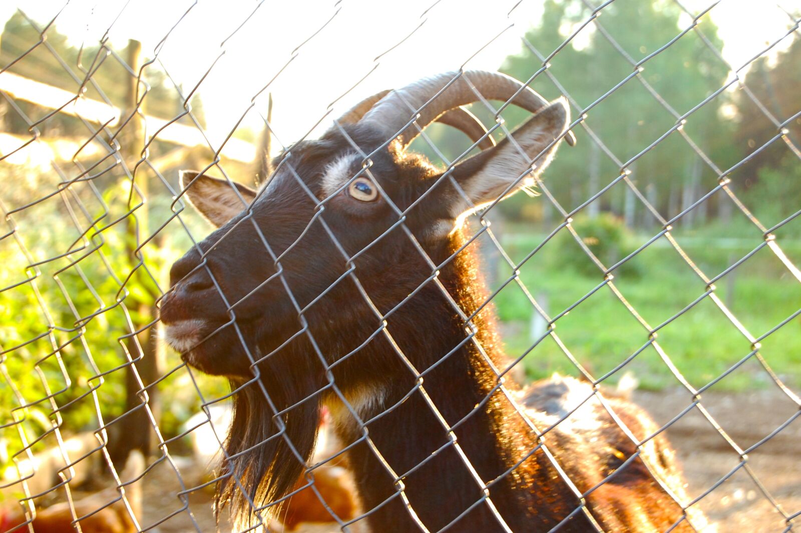 Nikon D40 sample photo. Goat, the goat behind photography