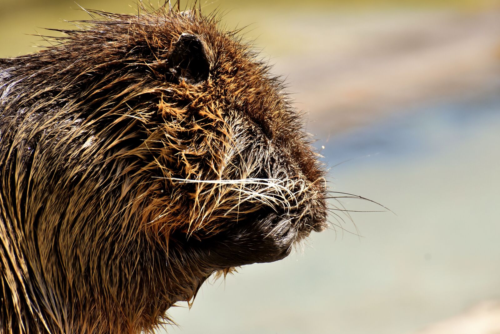 Nikon D7200 sample photo. Nutria, water rat, water photography