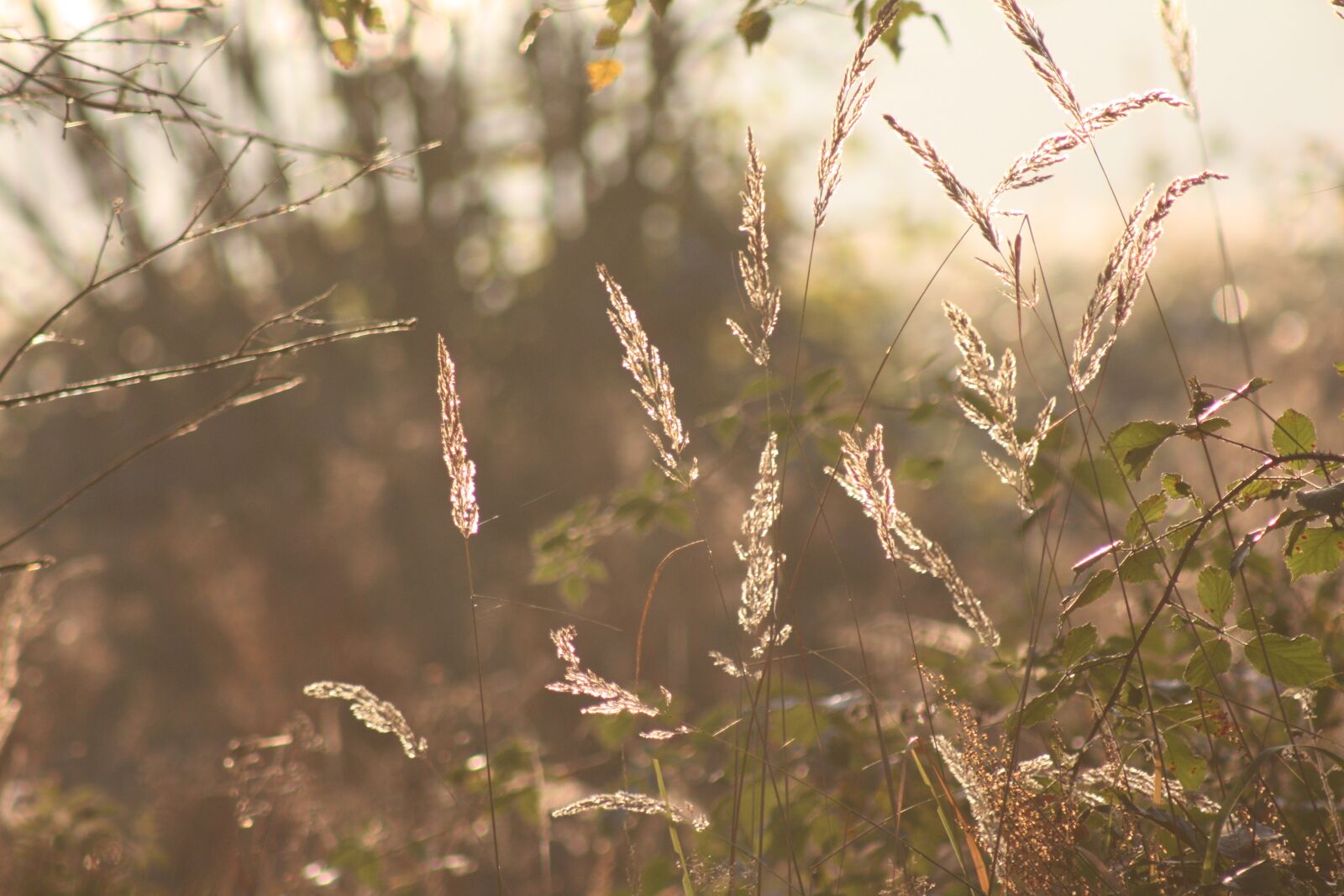 Canon EOS 450D (EOS Rebel XSi / EOS Kiss X2) sample photo. Nature, grasses, grass photography